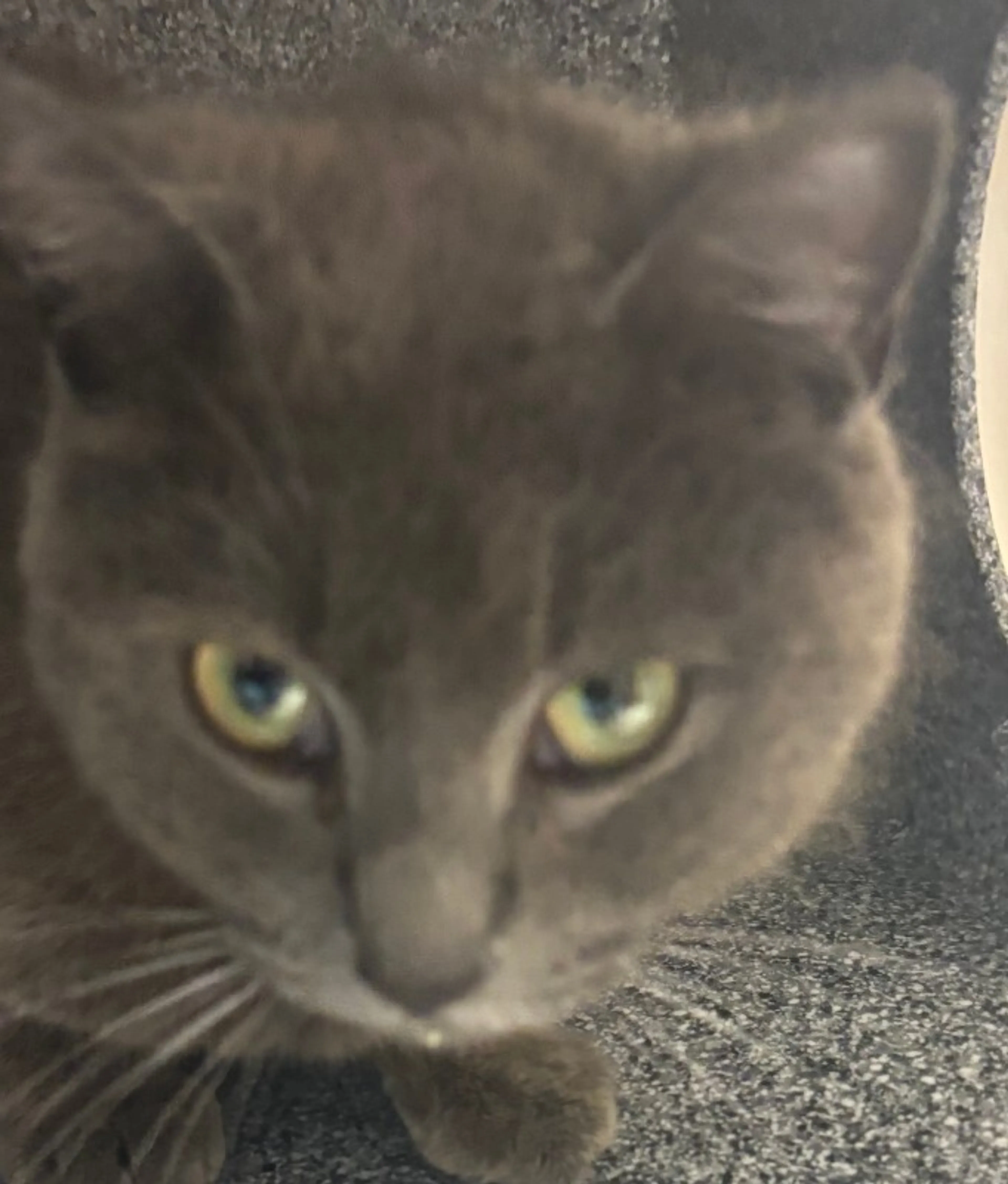 Found pet-0