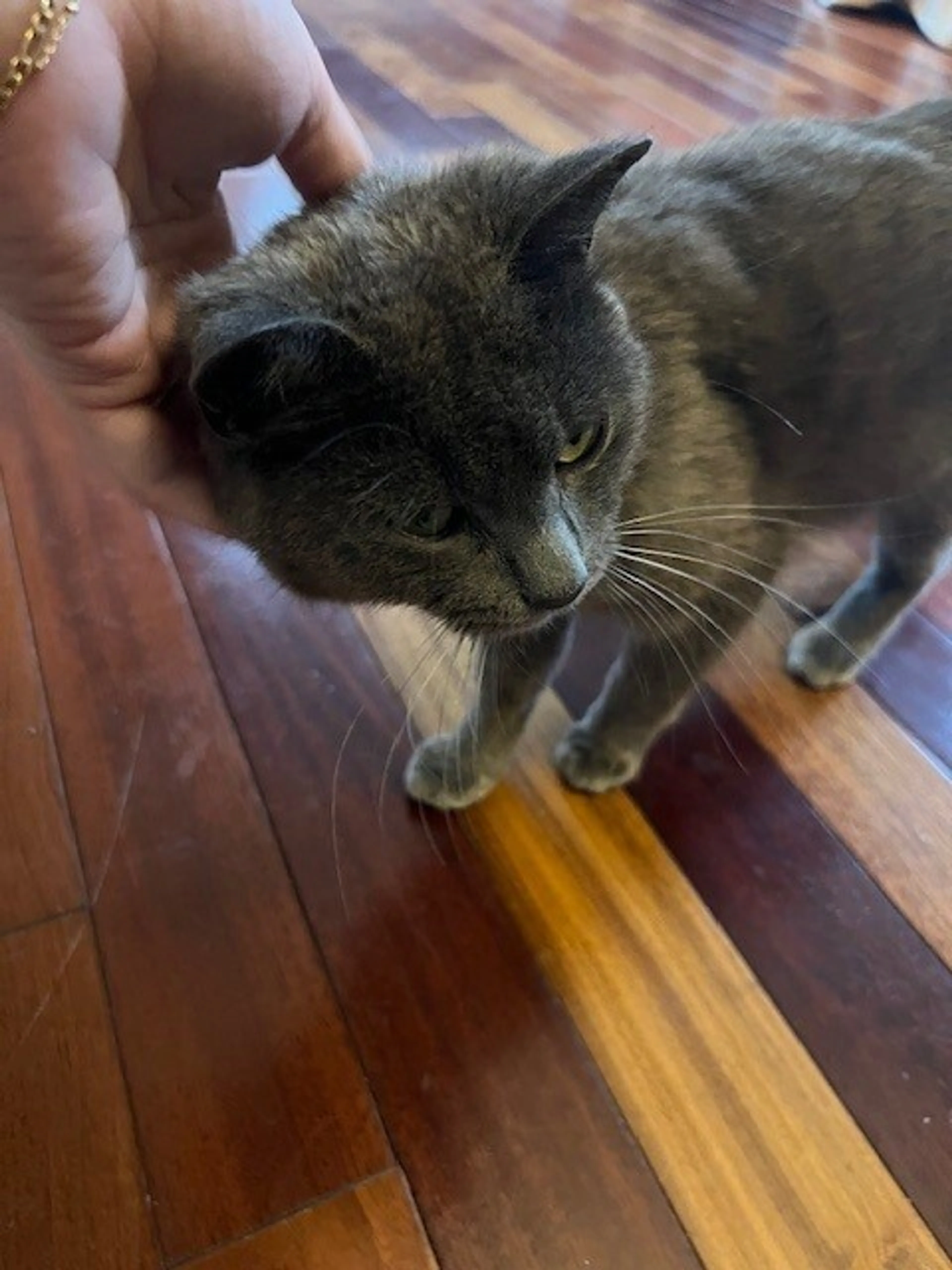 Found pet-1