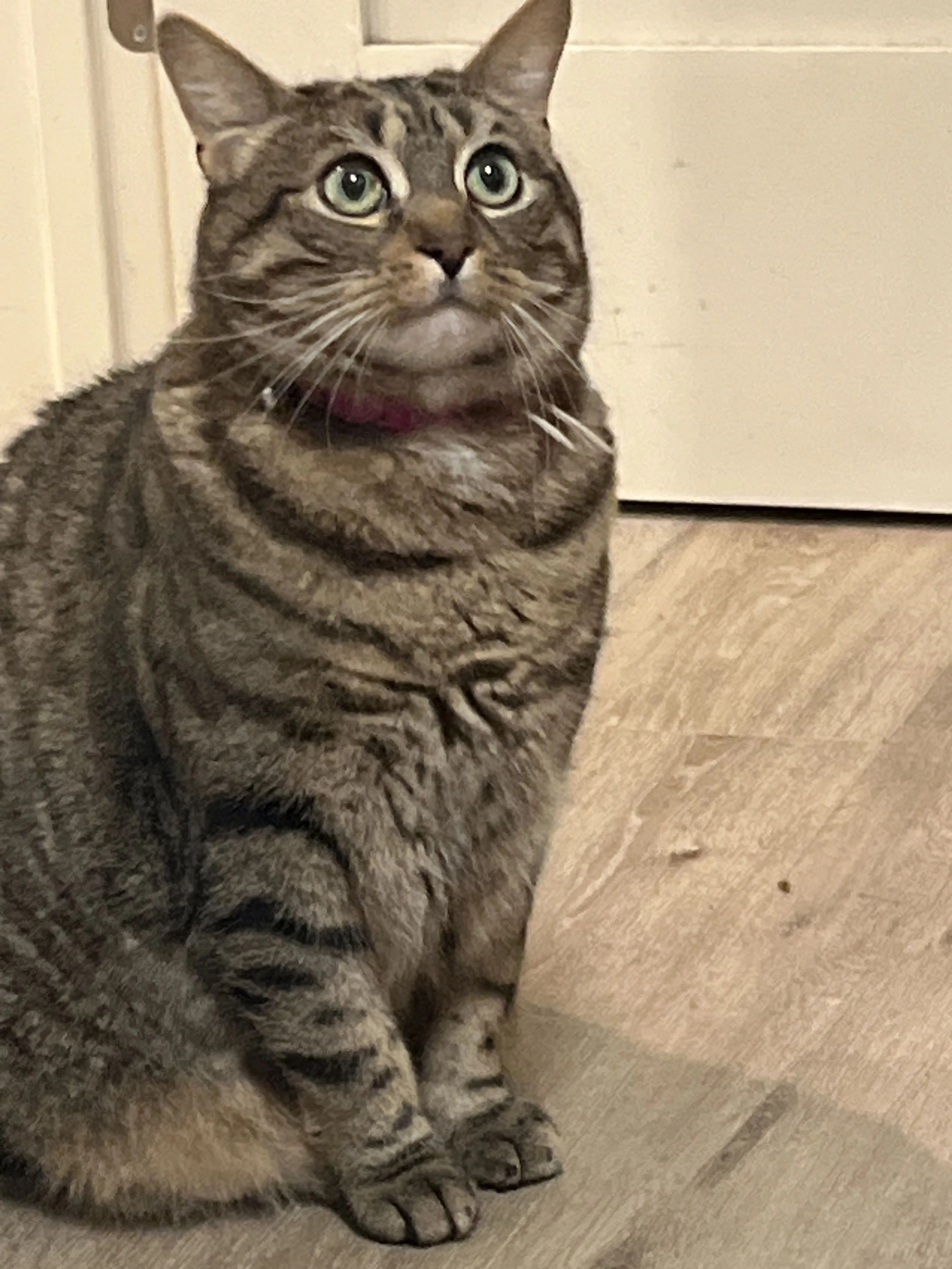 Lost pet