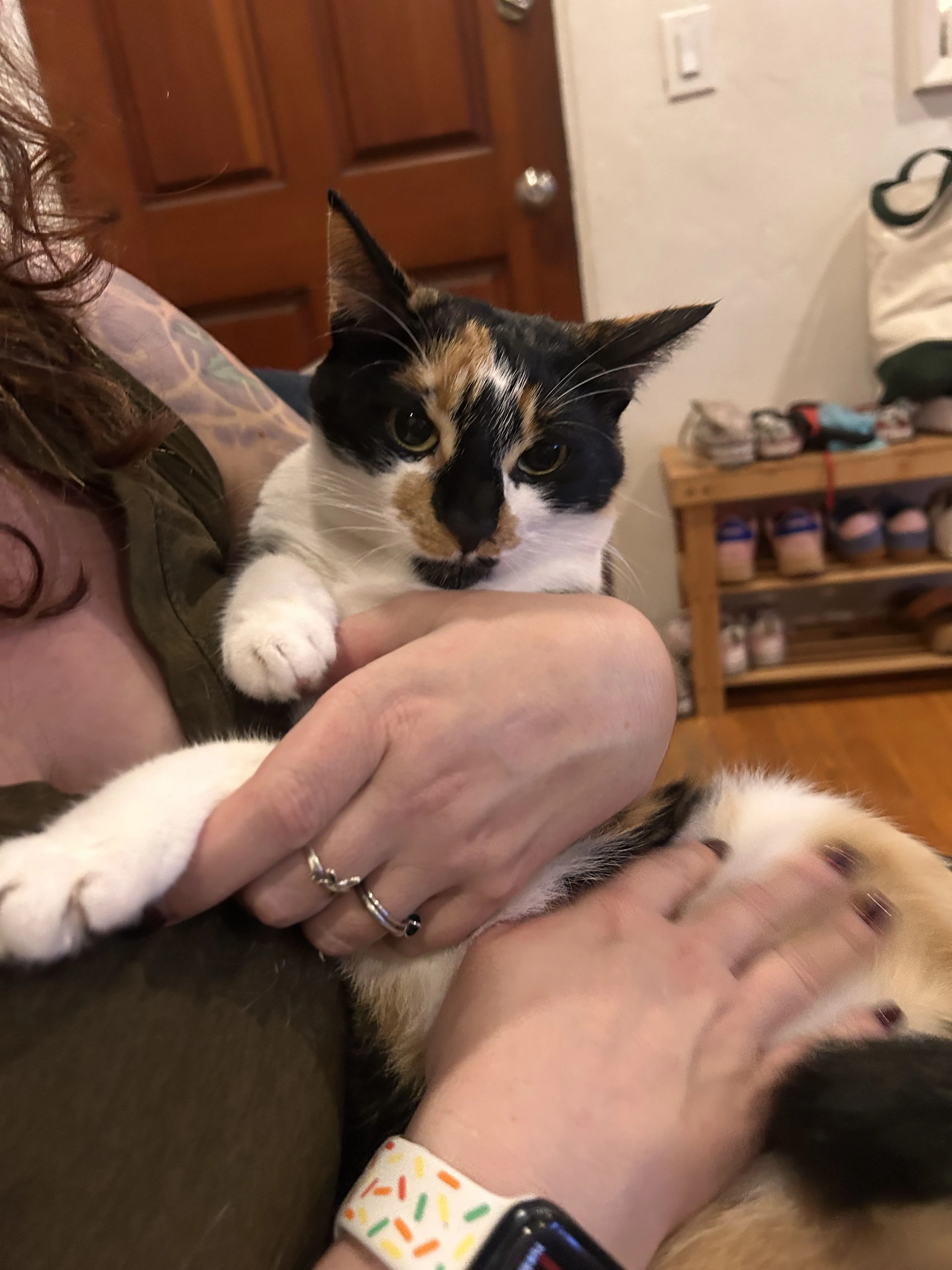 Lost pet-1