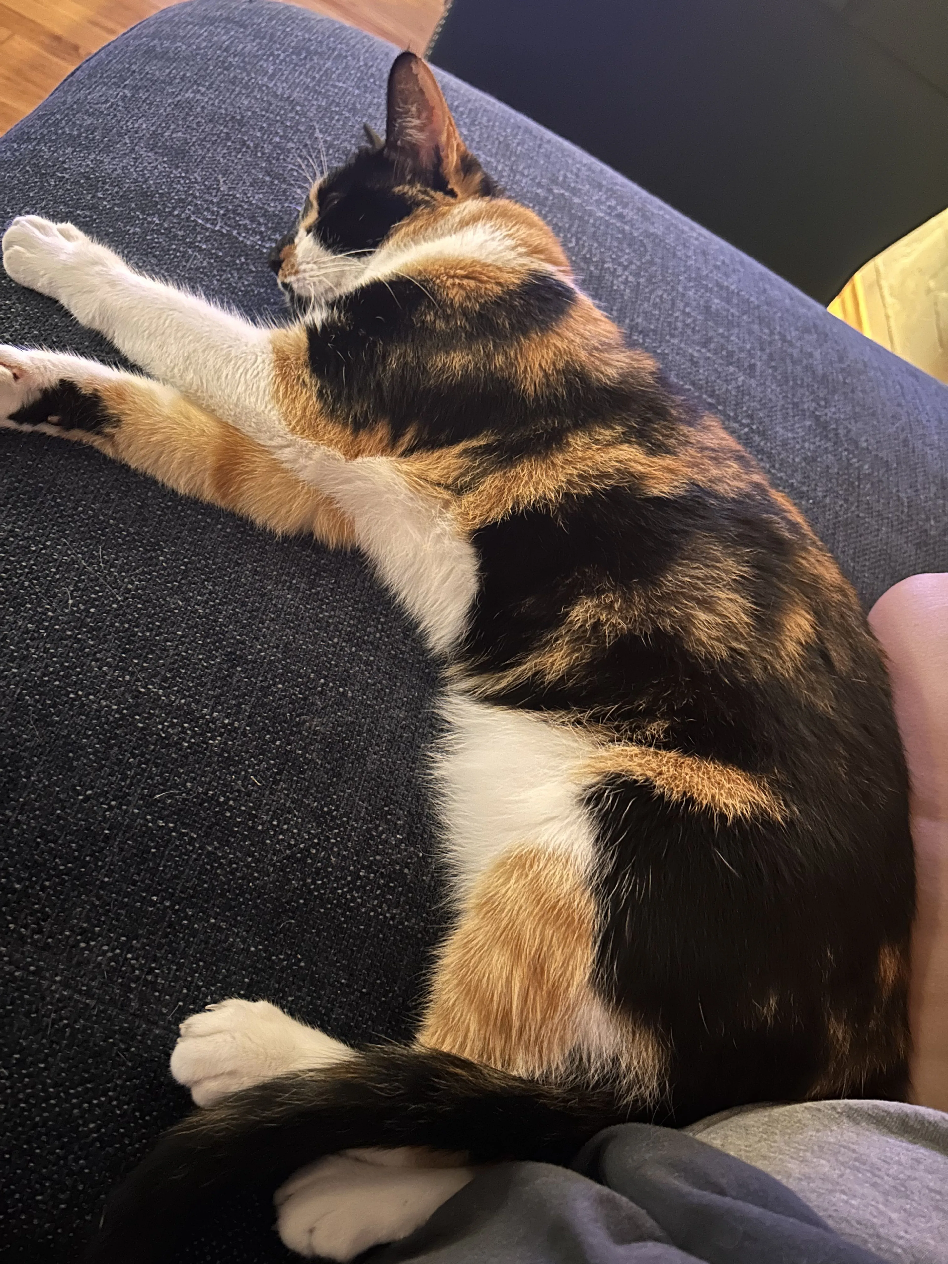Lost pet-2