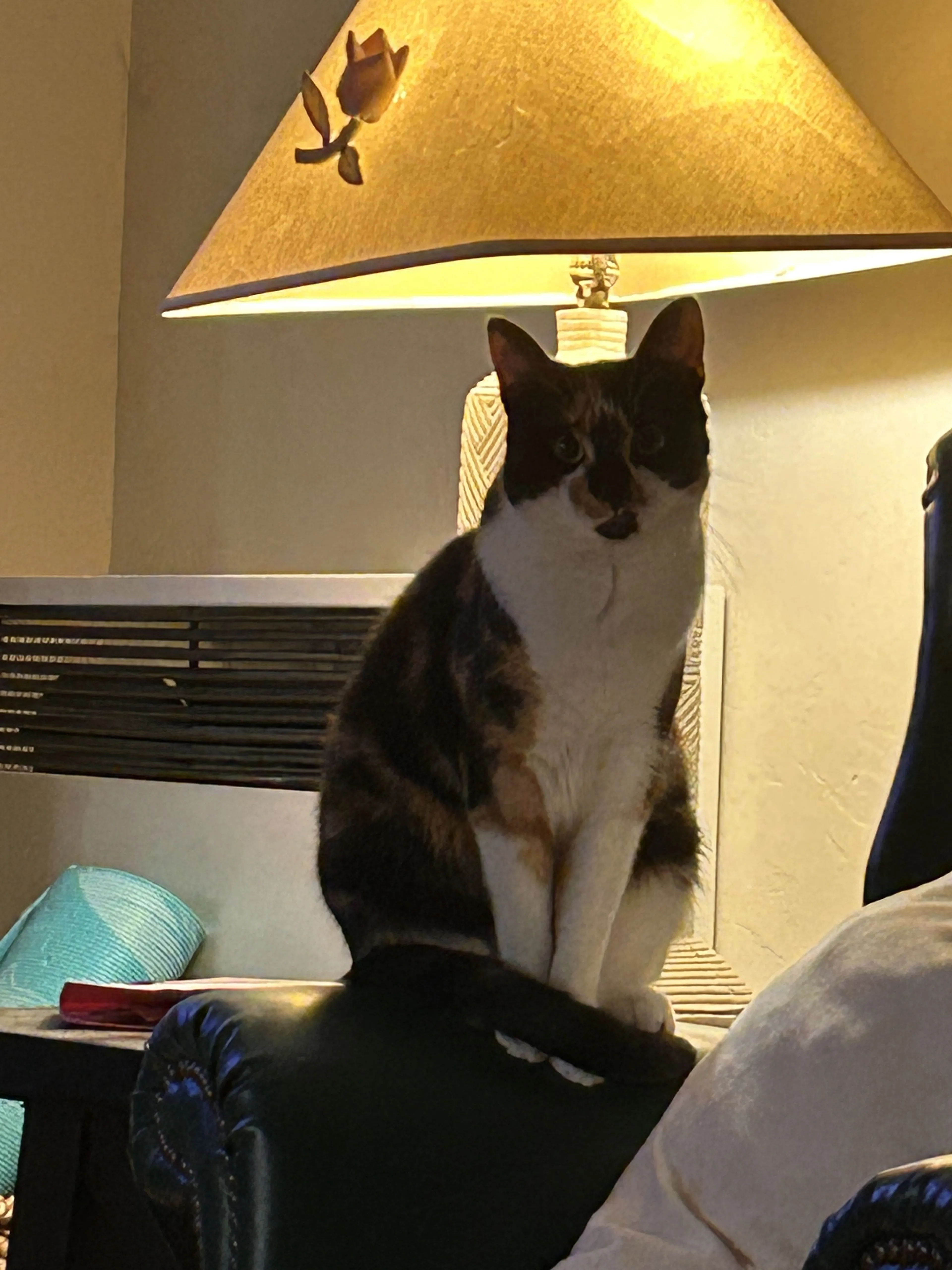 Lost pet-0