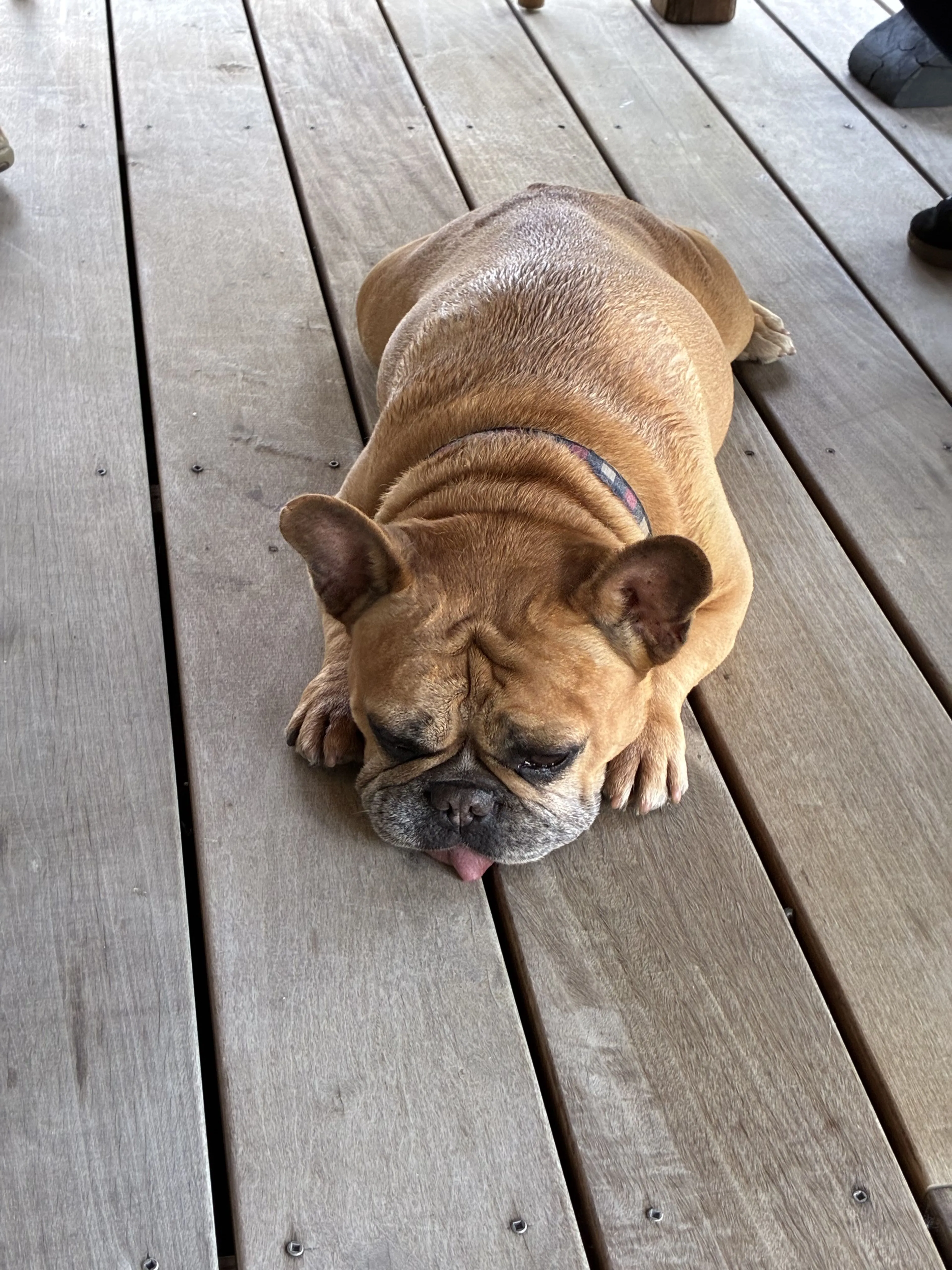 Lost pet