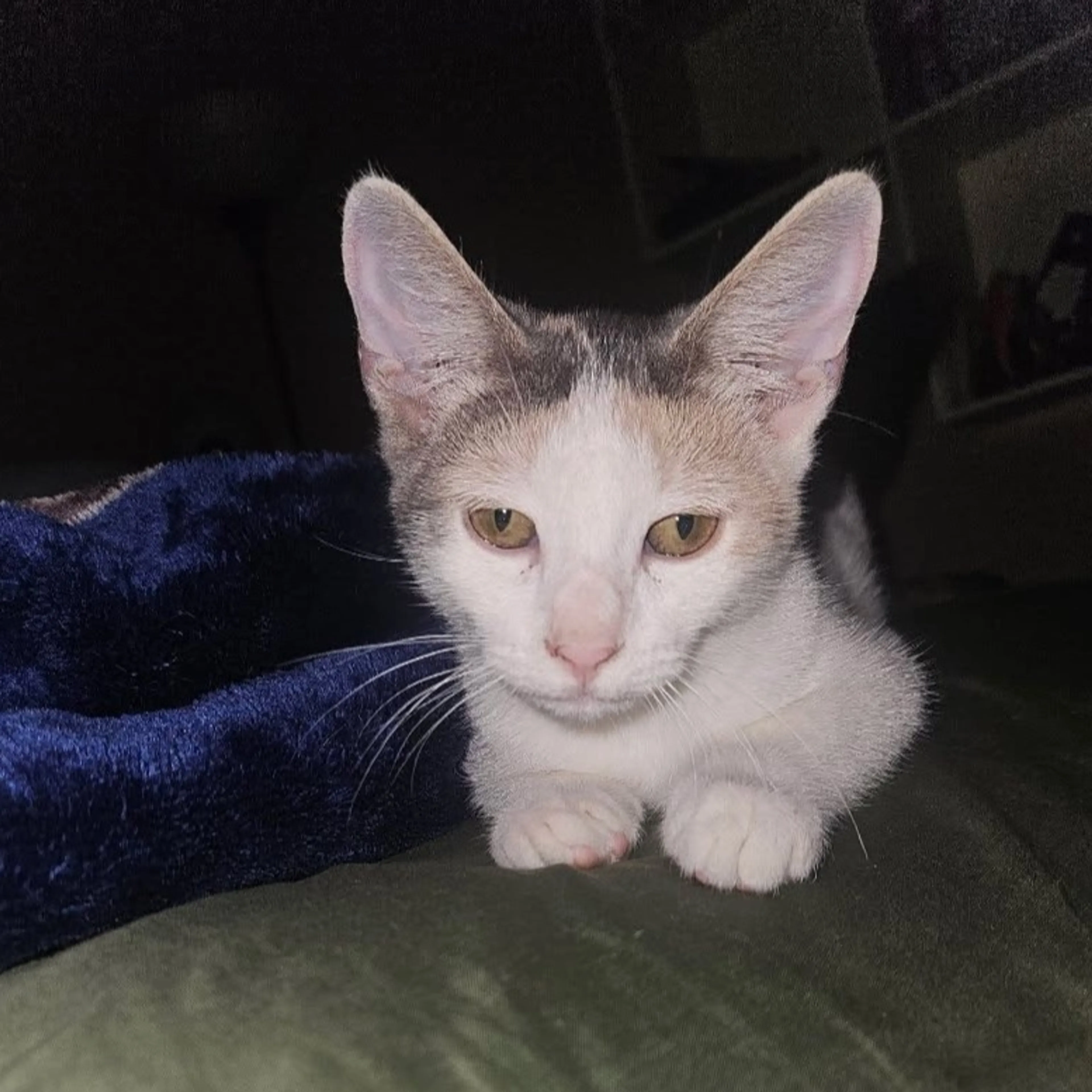 Lost pet
