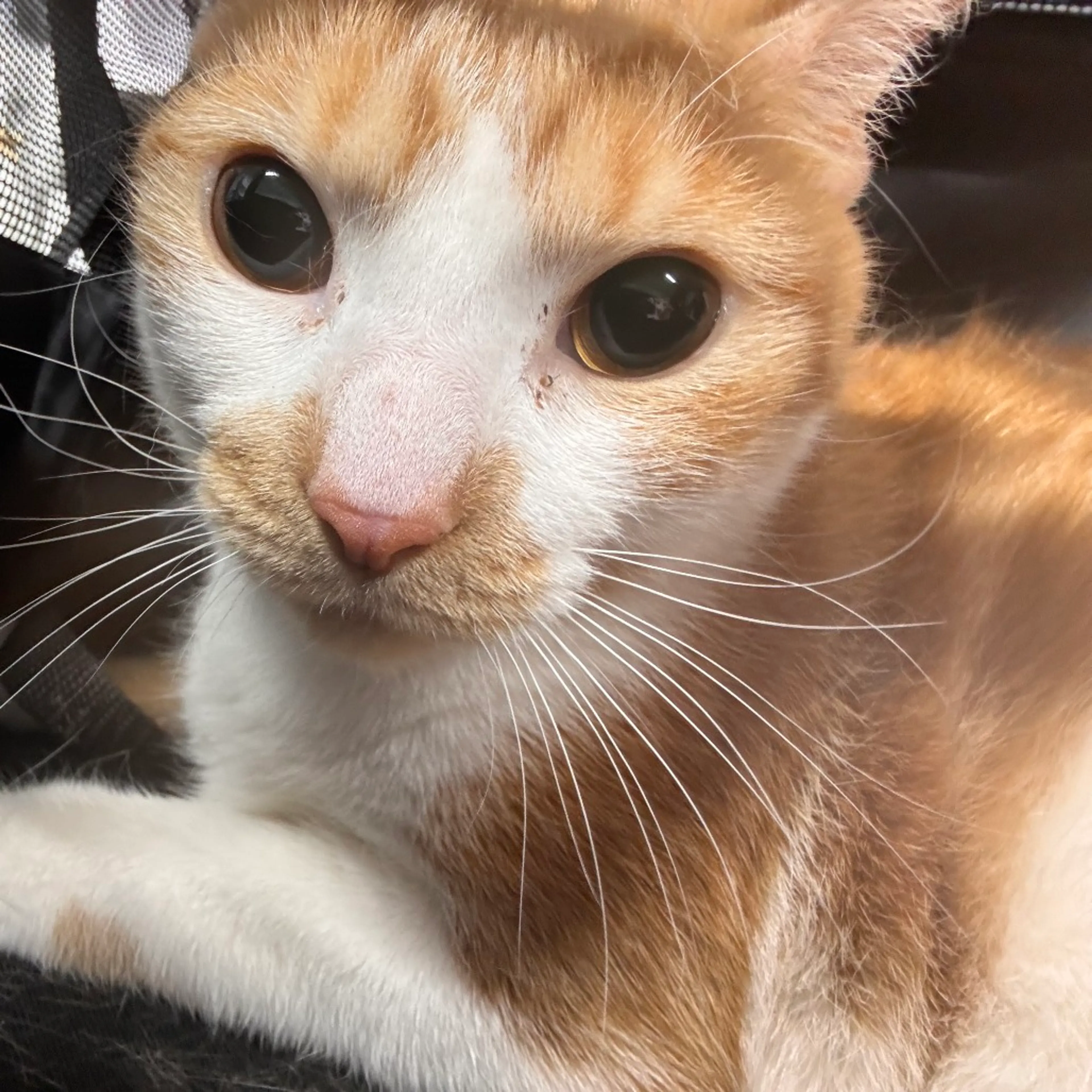 Found pet