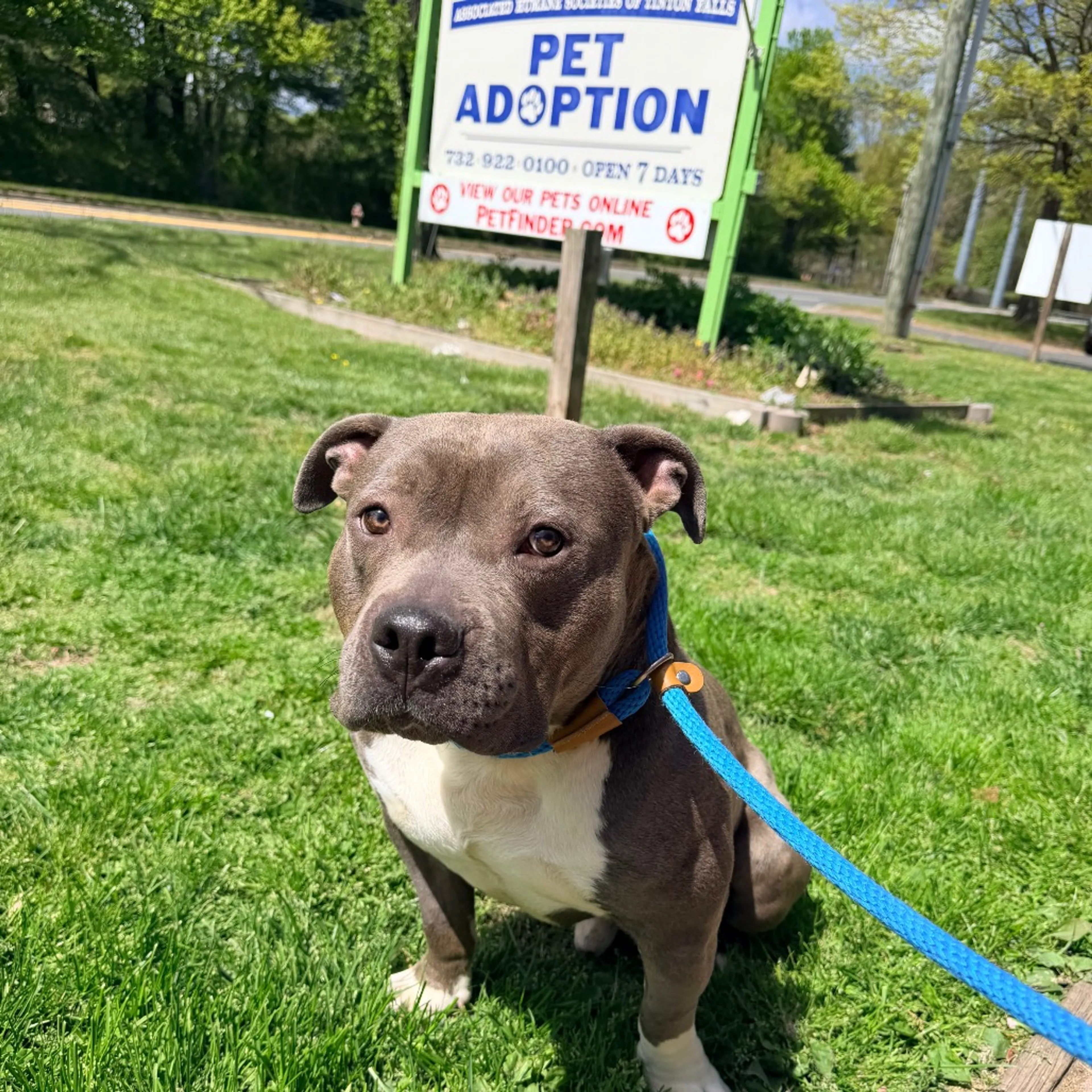 Found pet-1