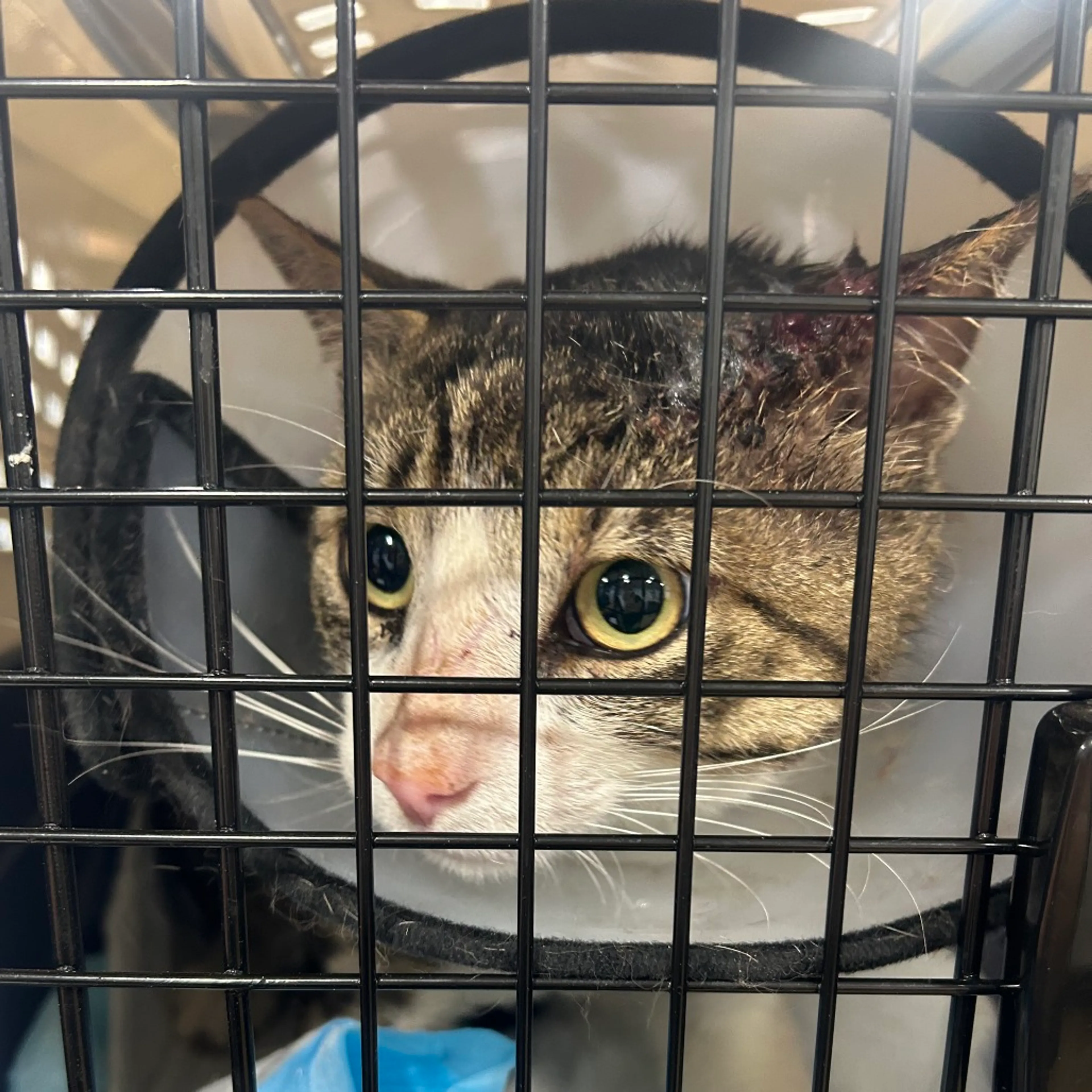 Found pet