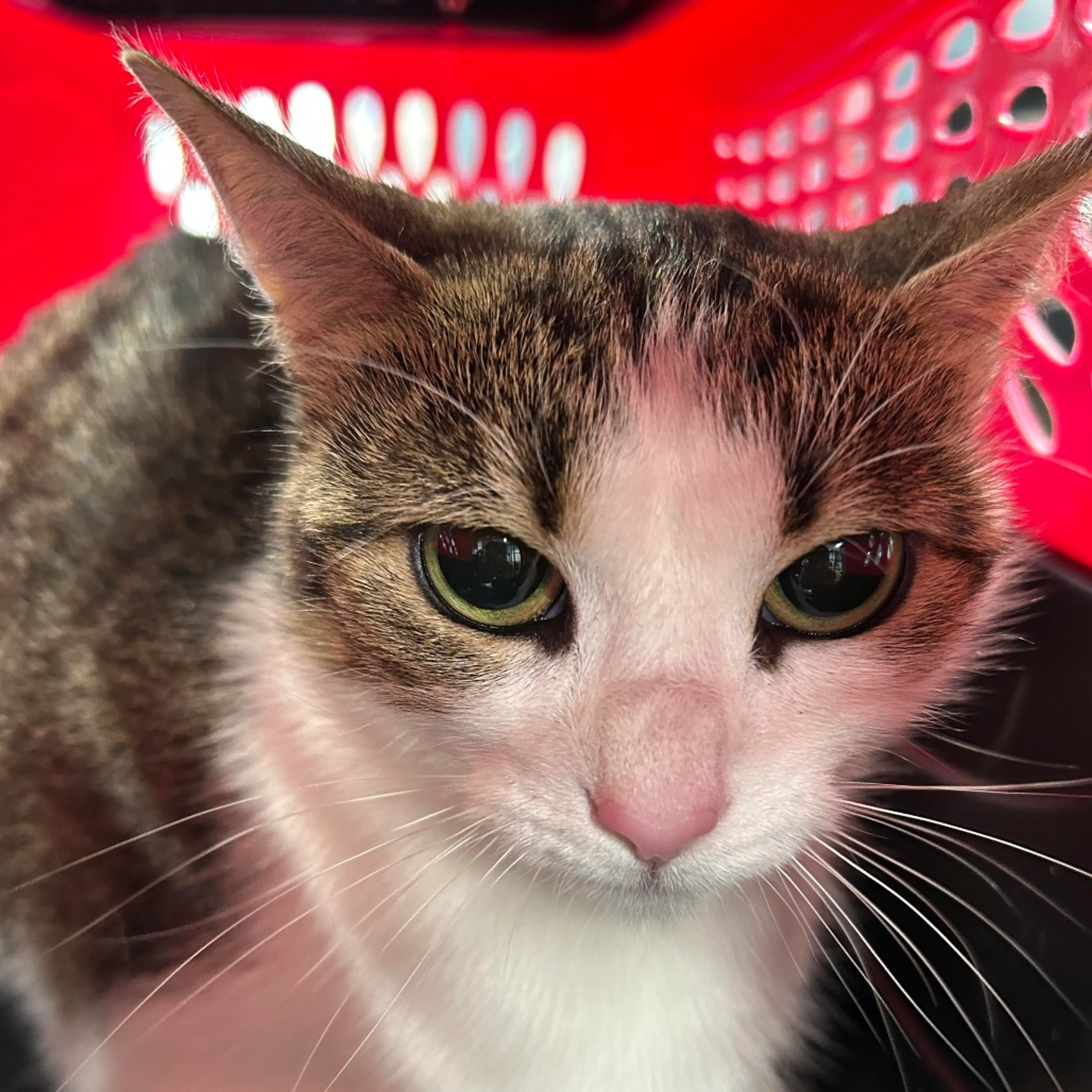 Found pet