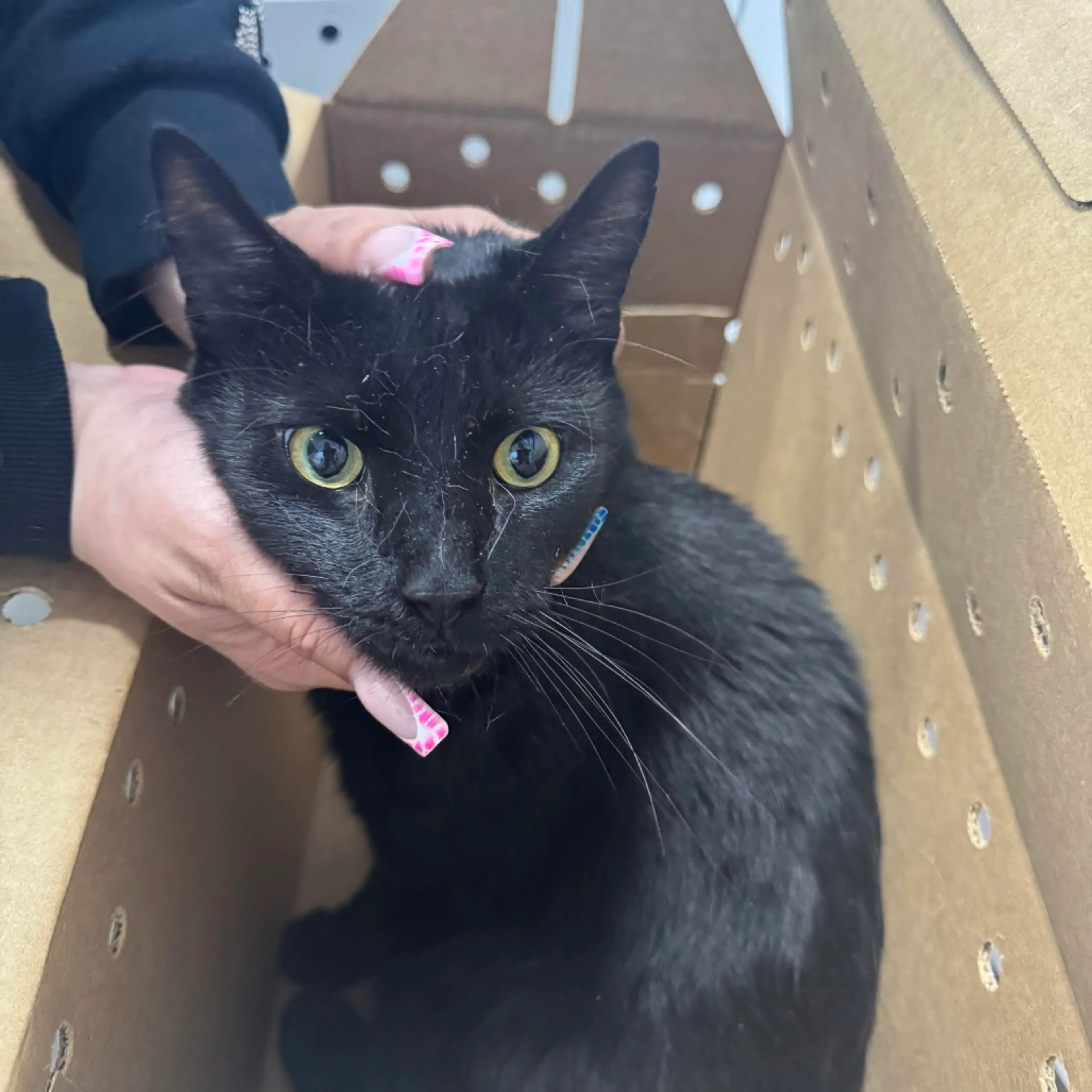 Found pet