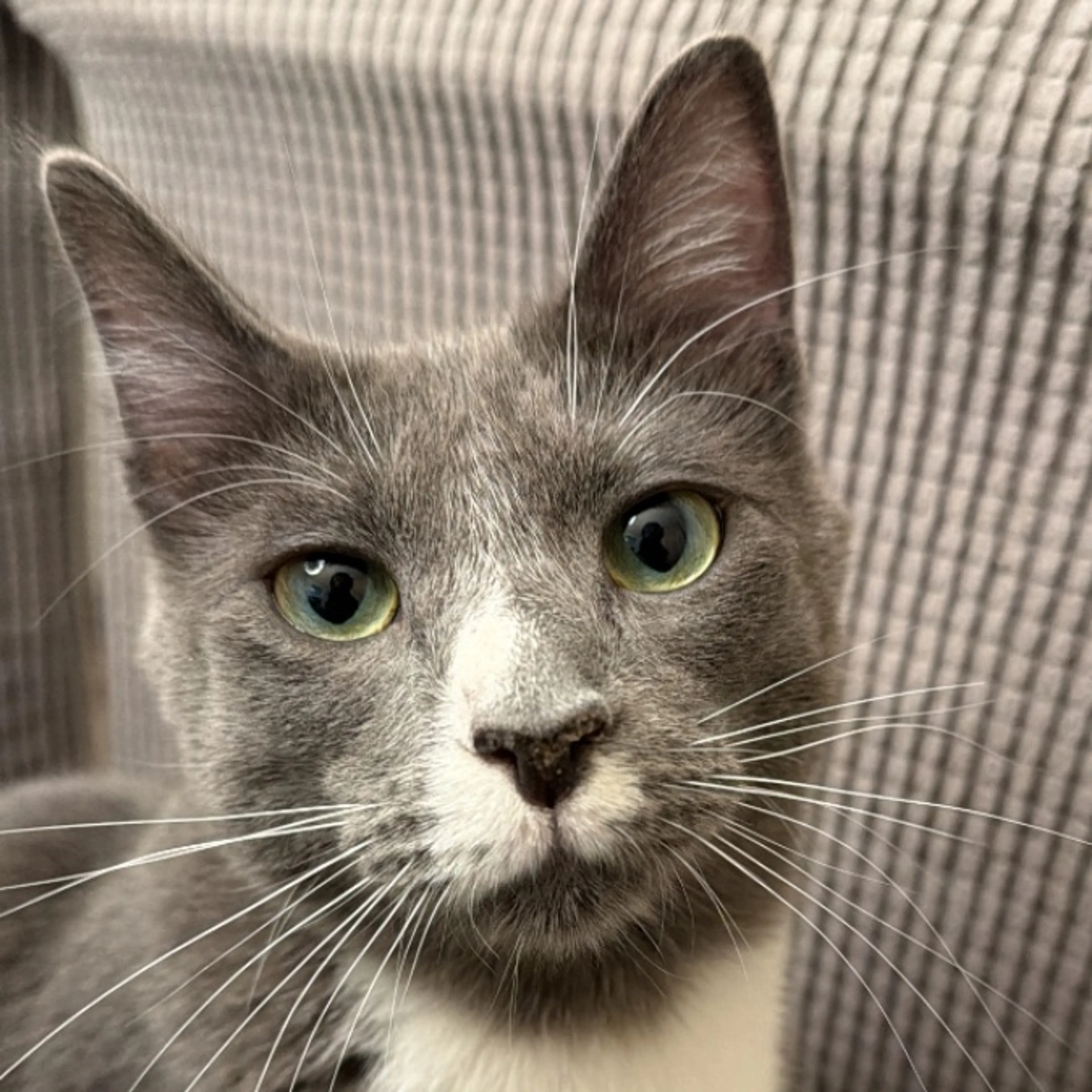 Lost pet