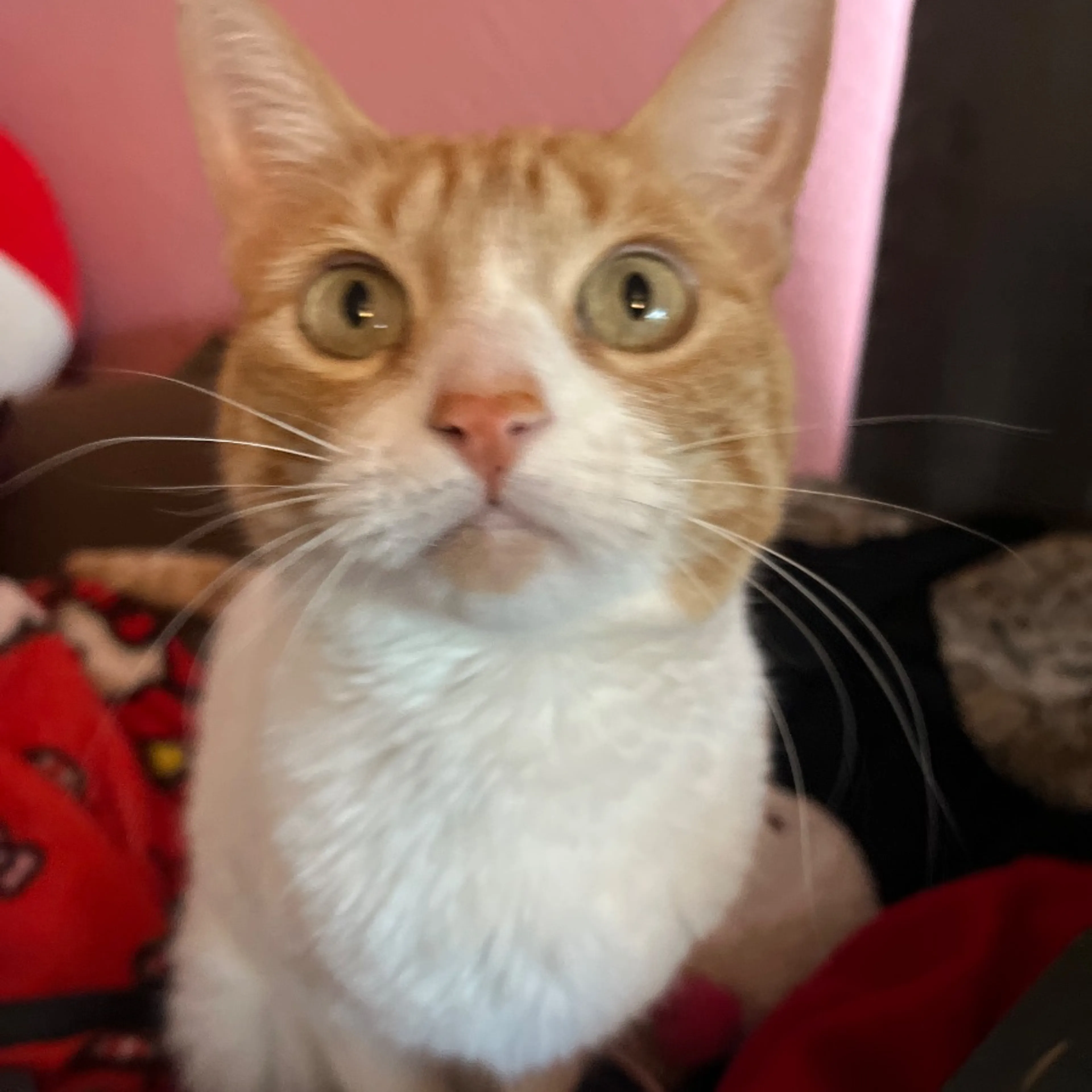 Lost pet
