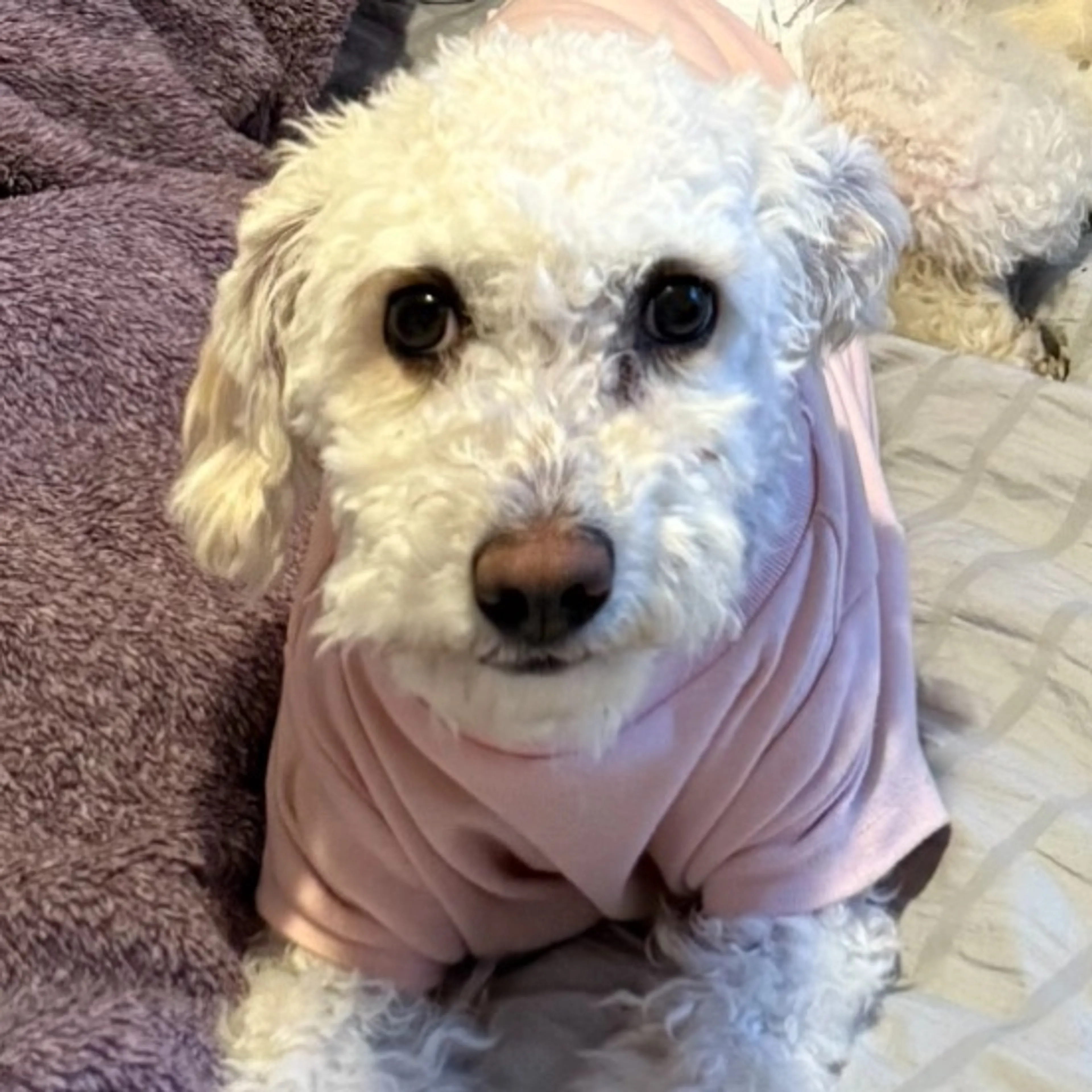 Lost pet