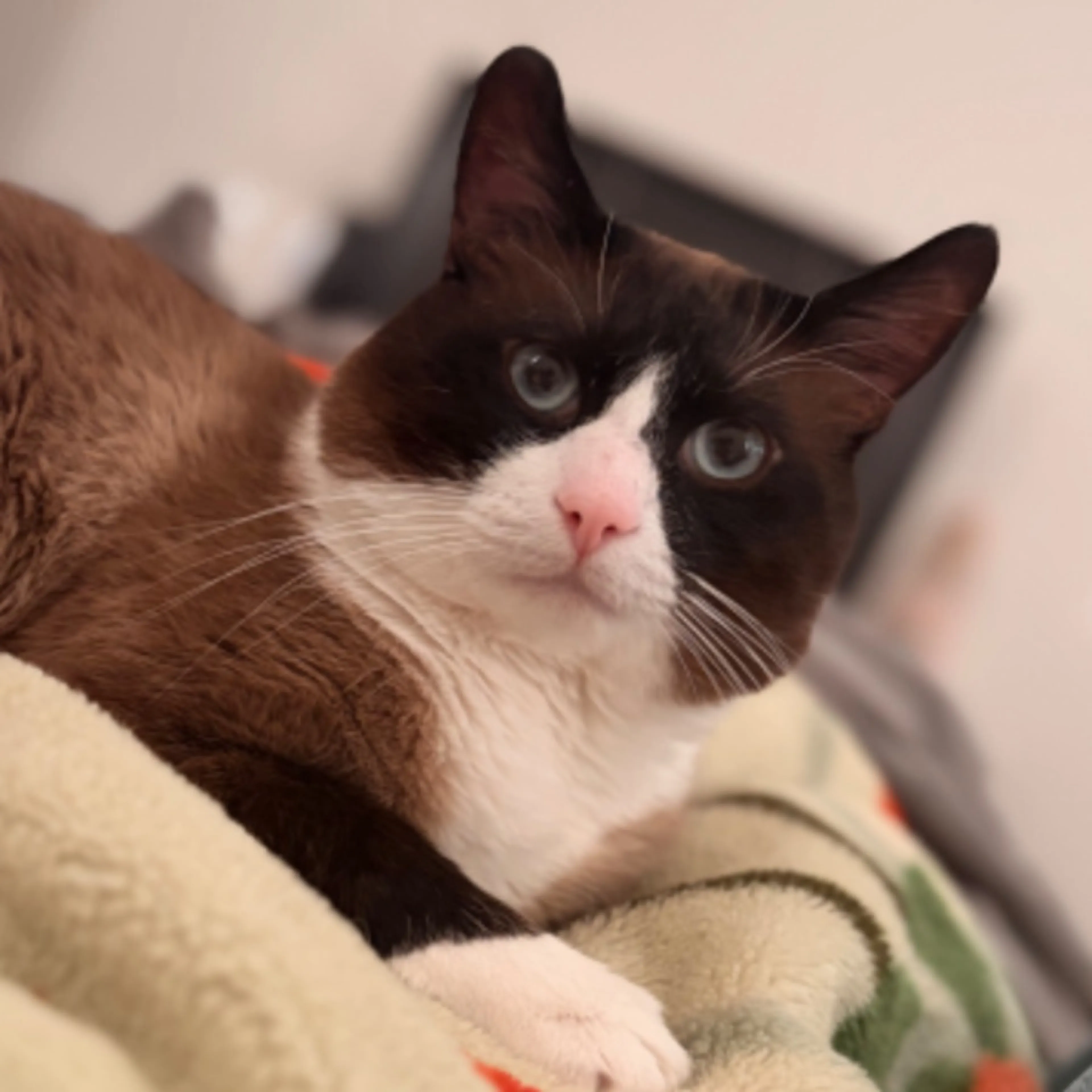 Lost pet