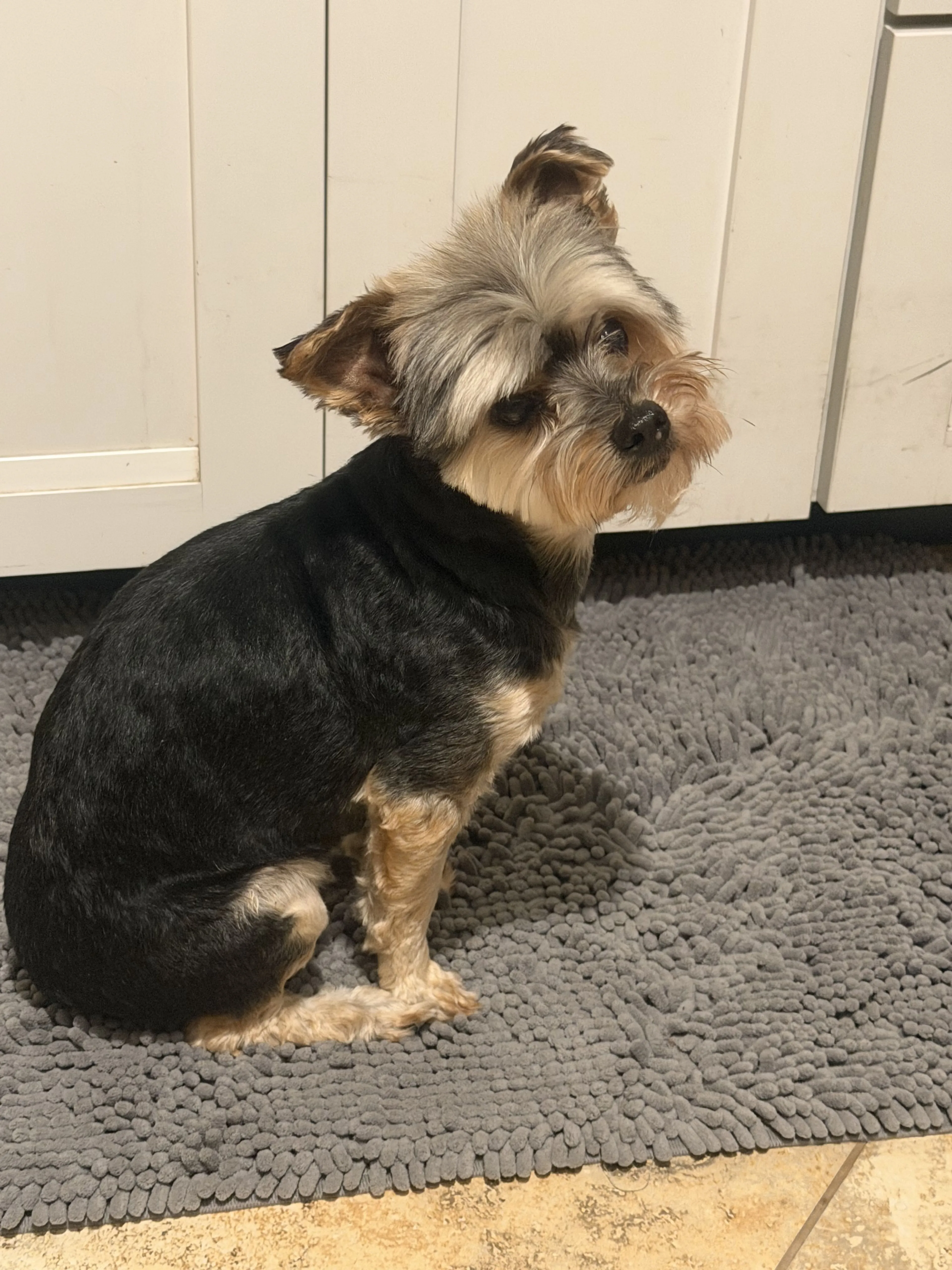 Lost pet