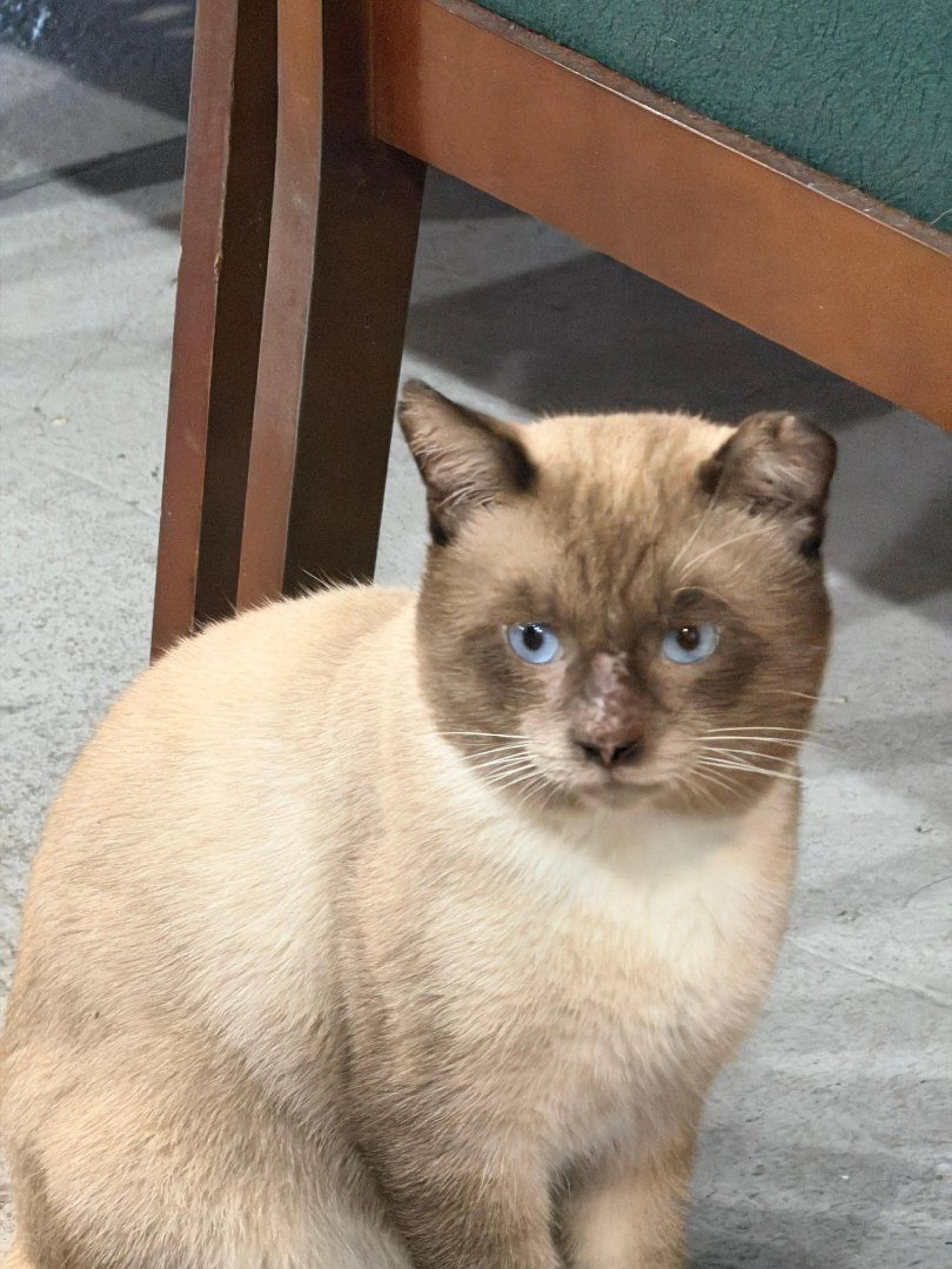 Lost pet
