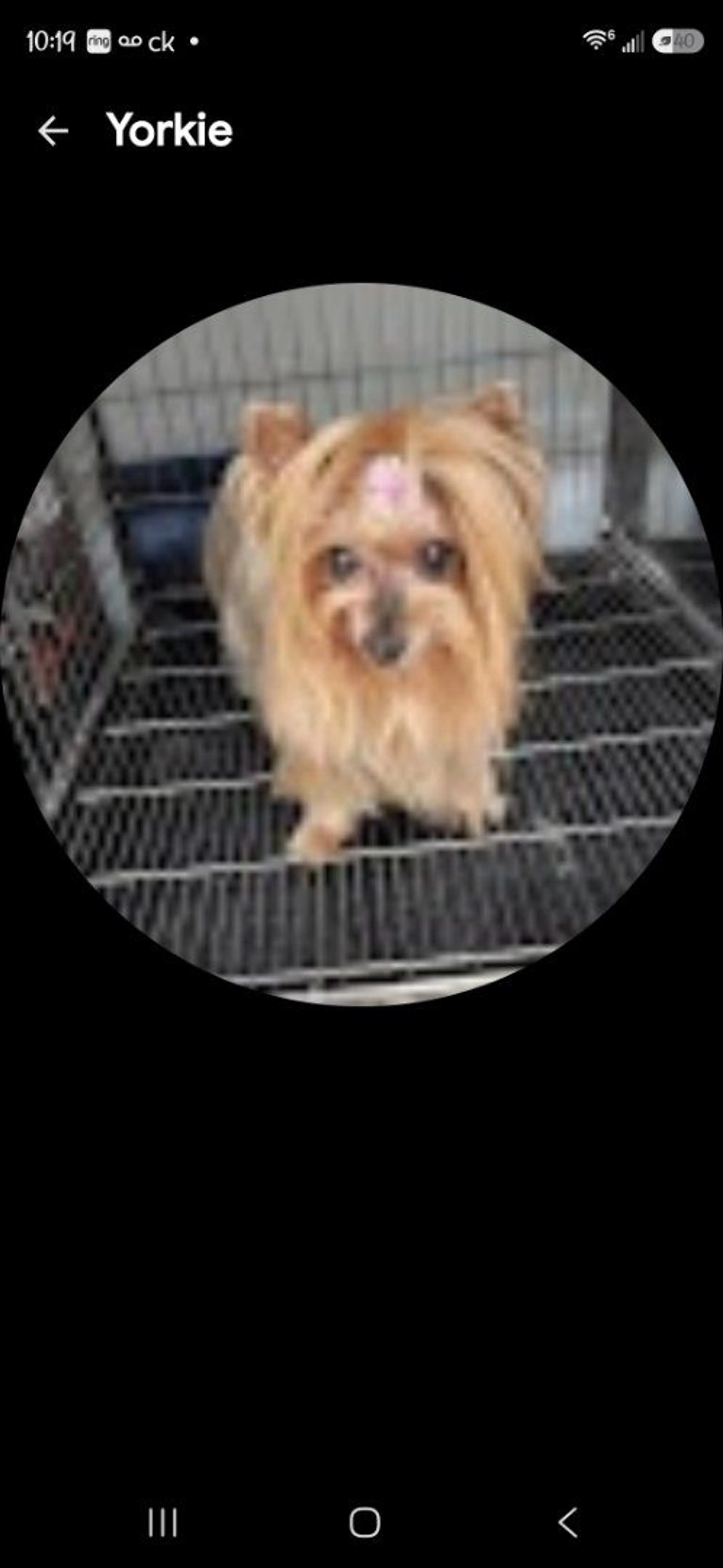 Lost pet-0