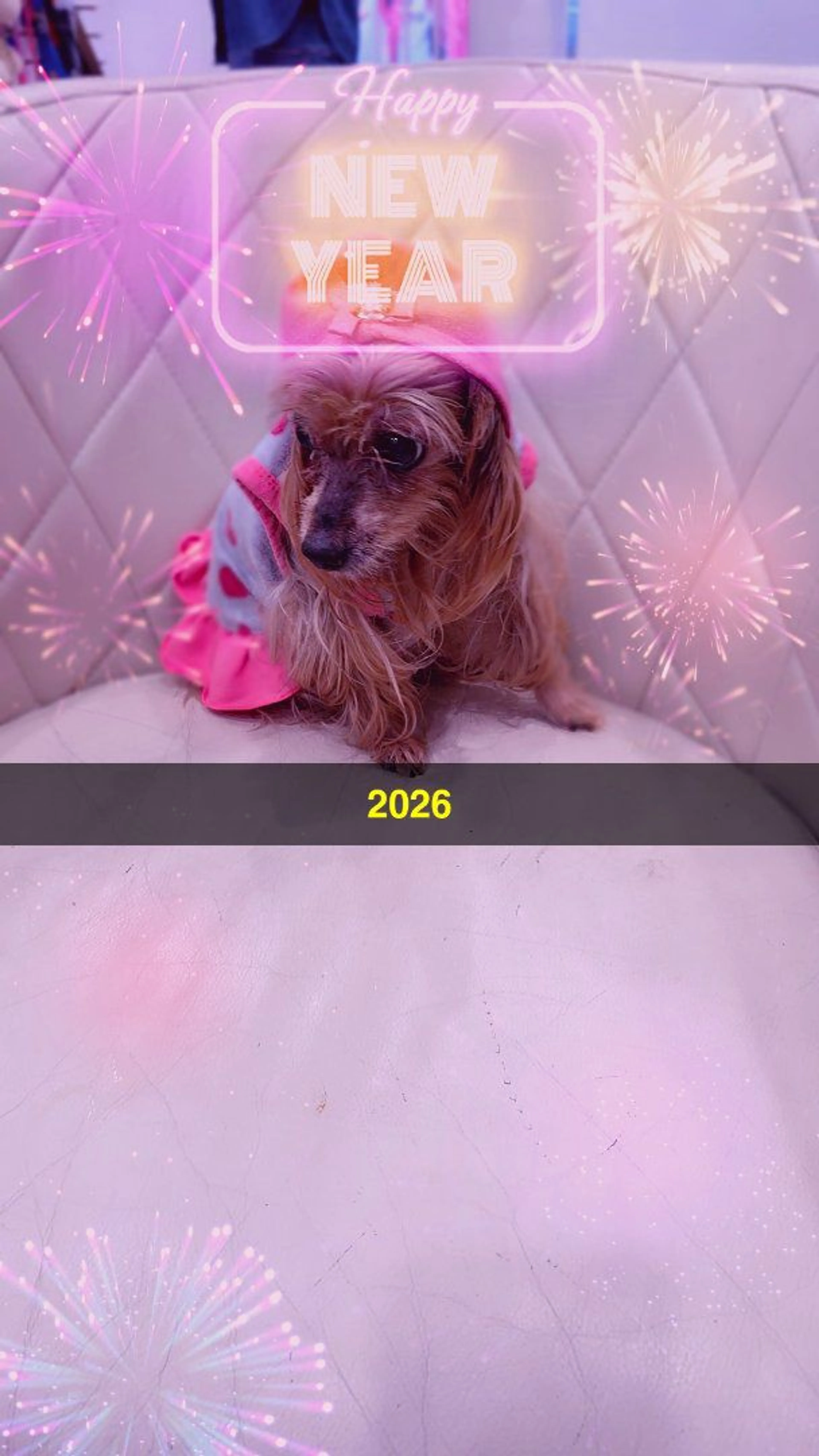 Lost pet-1