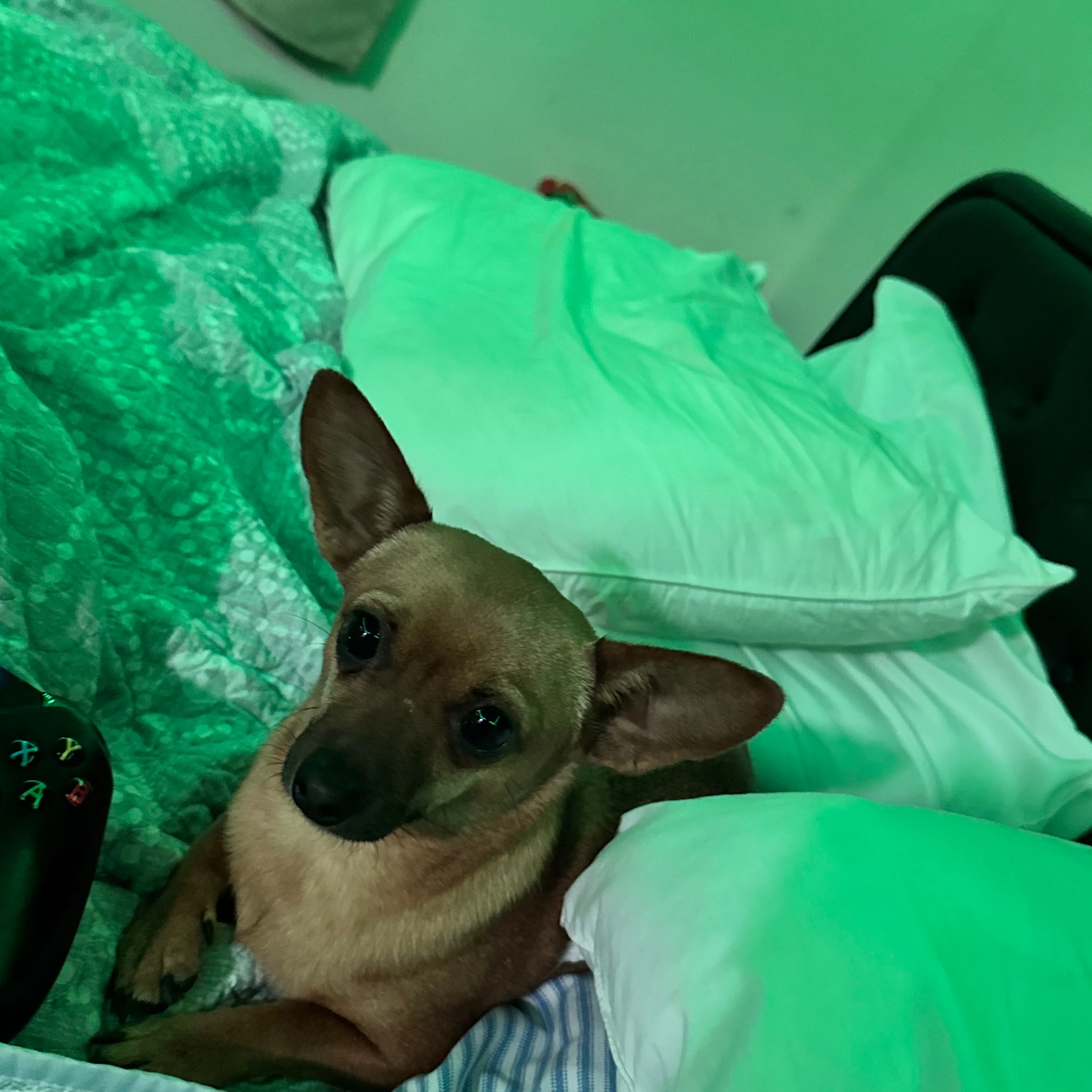Lost pet-3