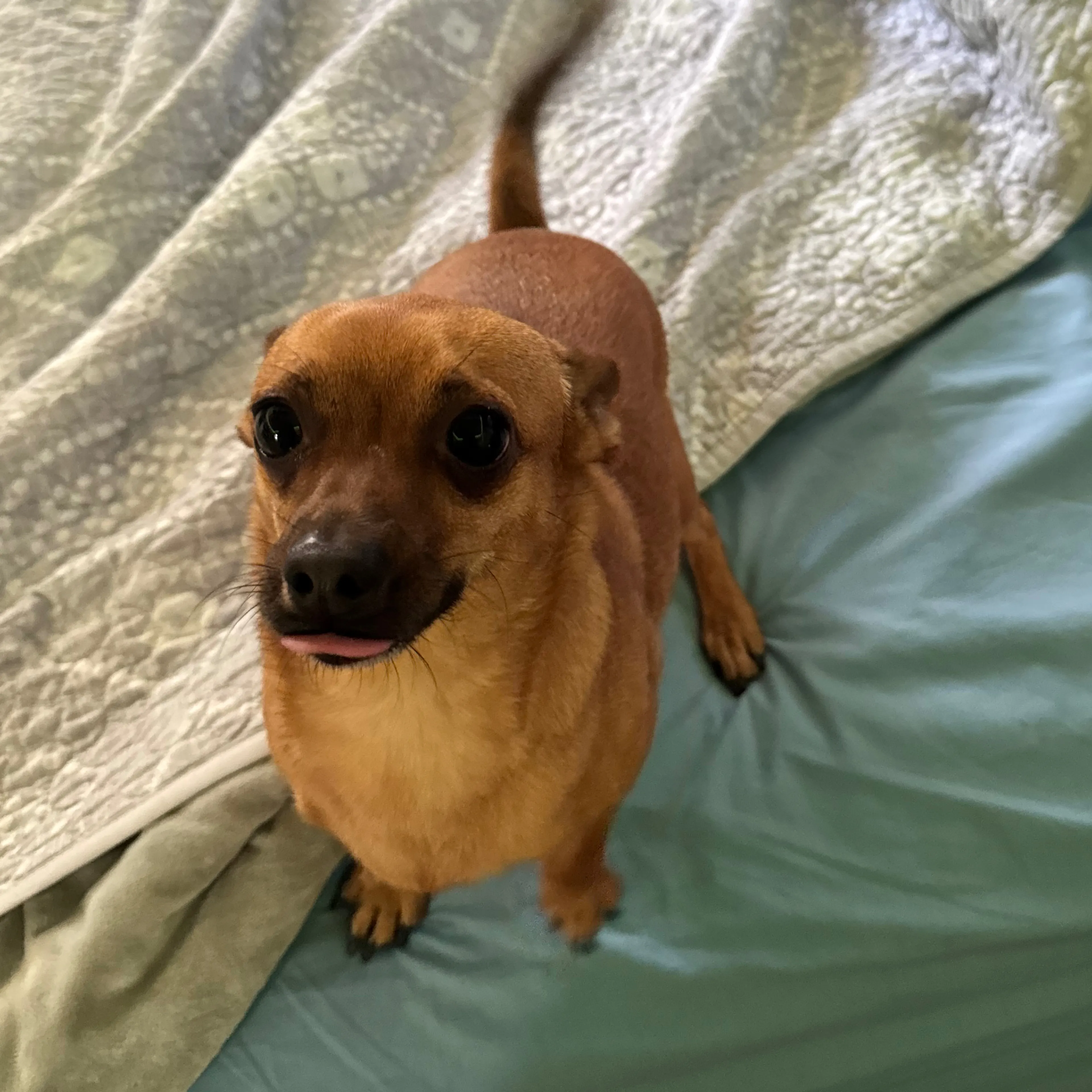 Lost pet-2