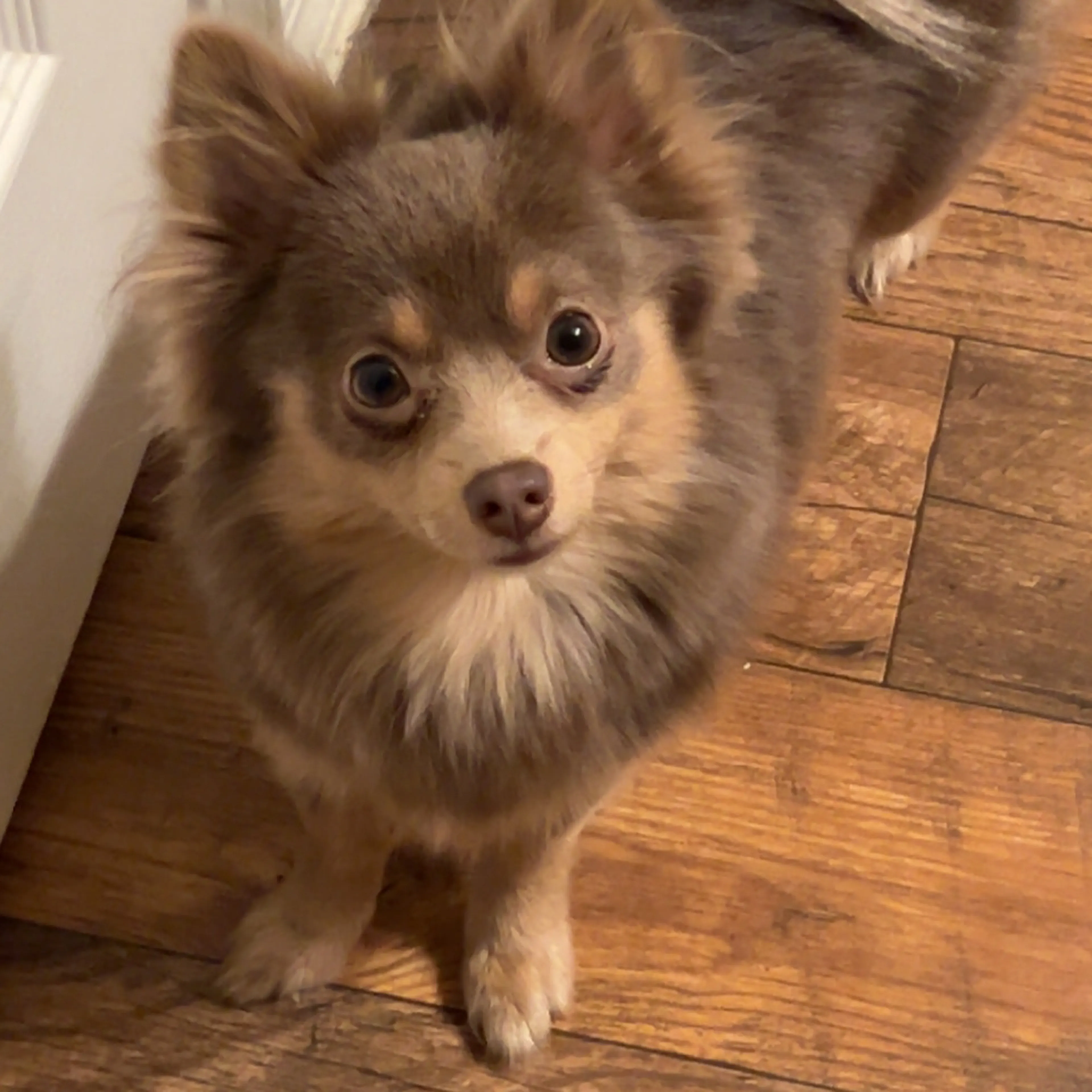 Lost pet-2