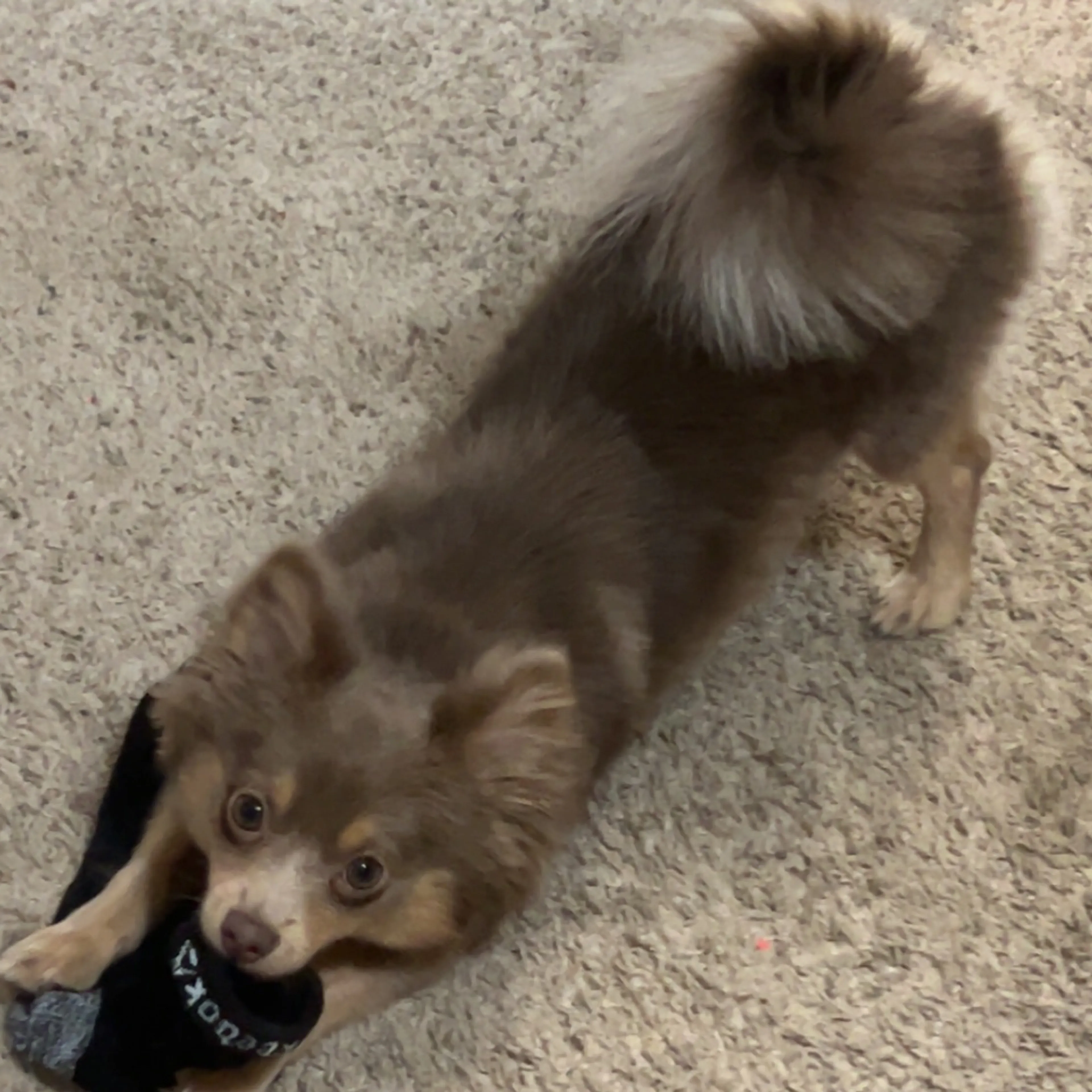 Lost pet-1