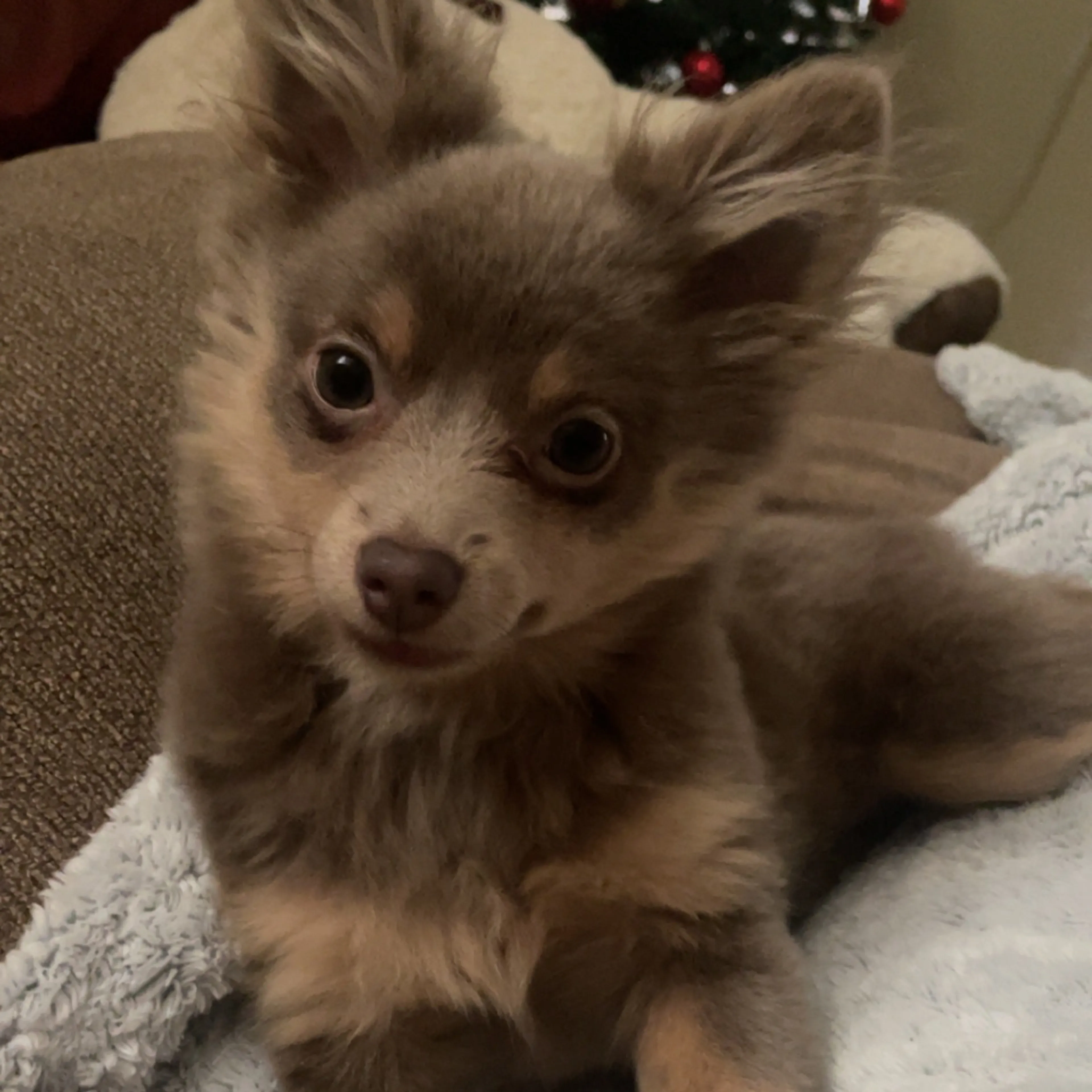 Lost pet-3