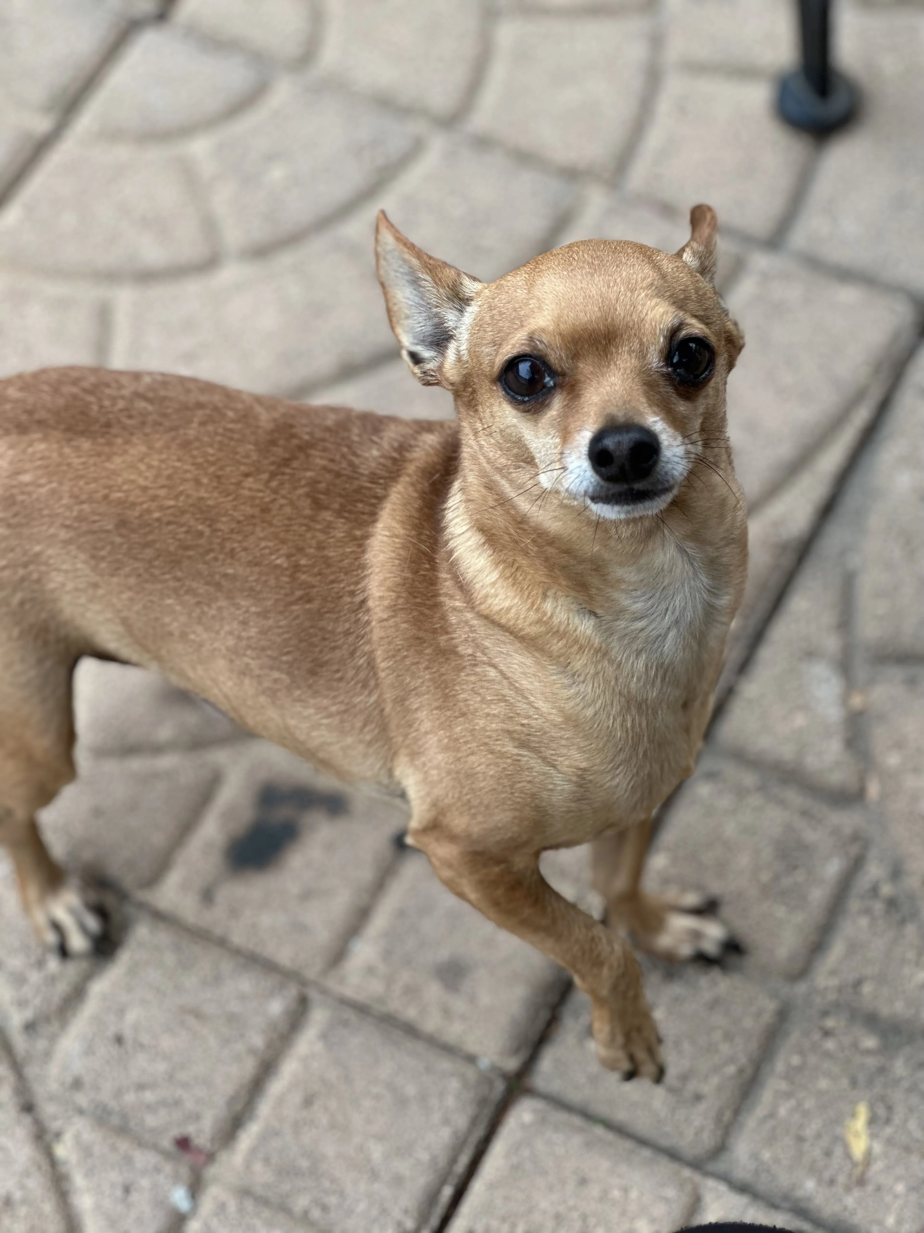 Lost pet