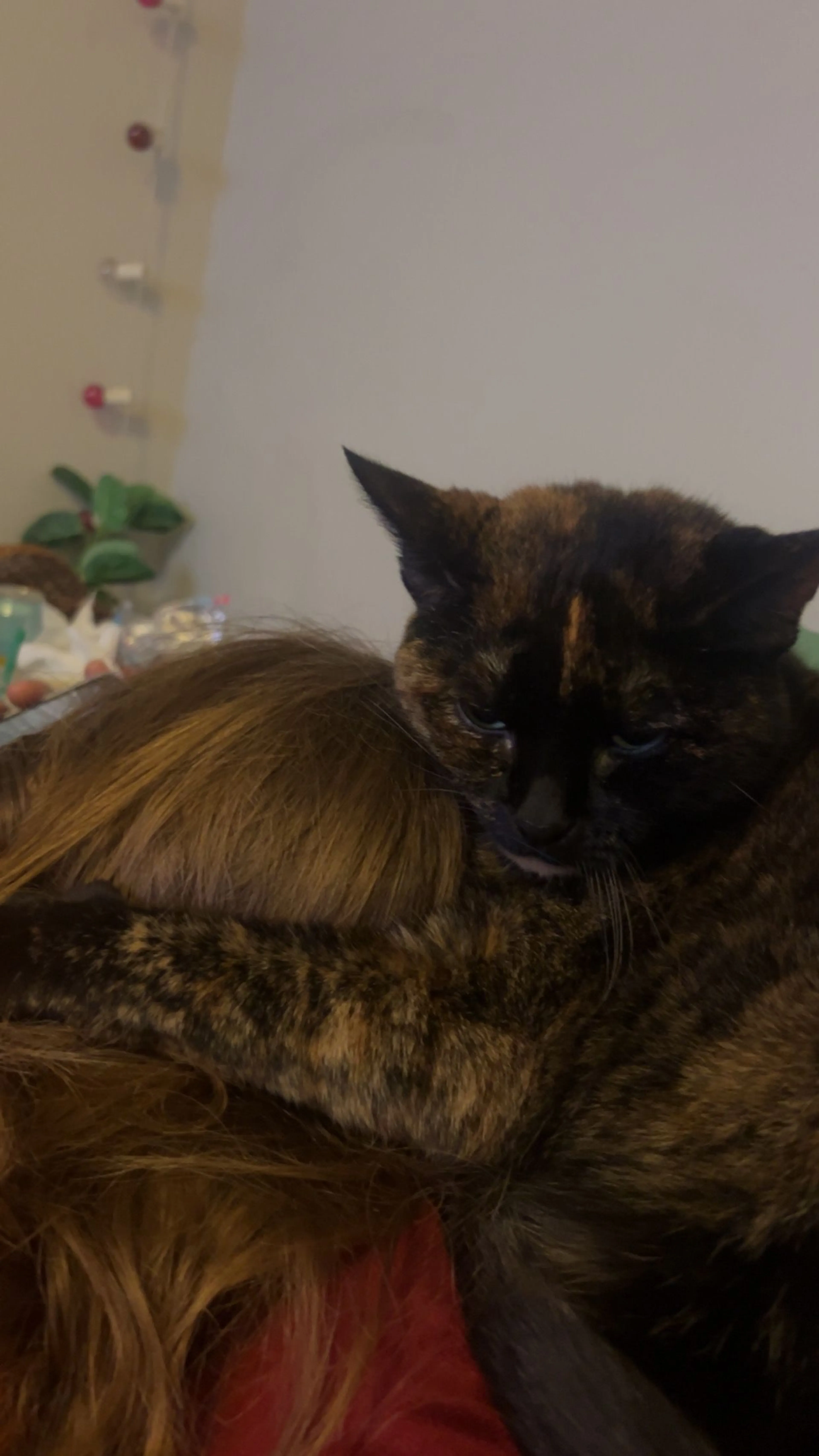 Lost pet-0