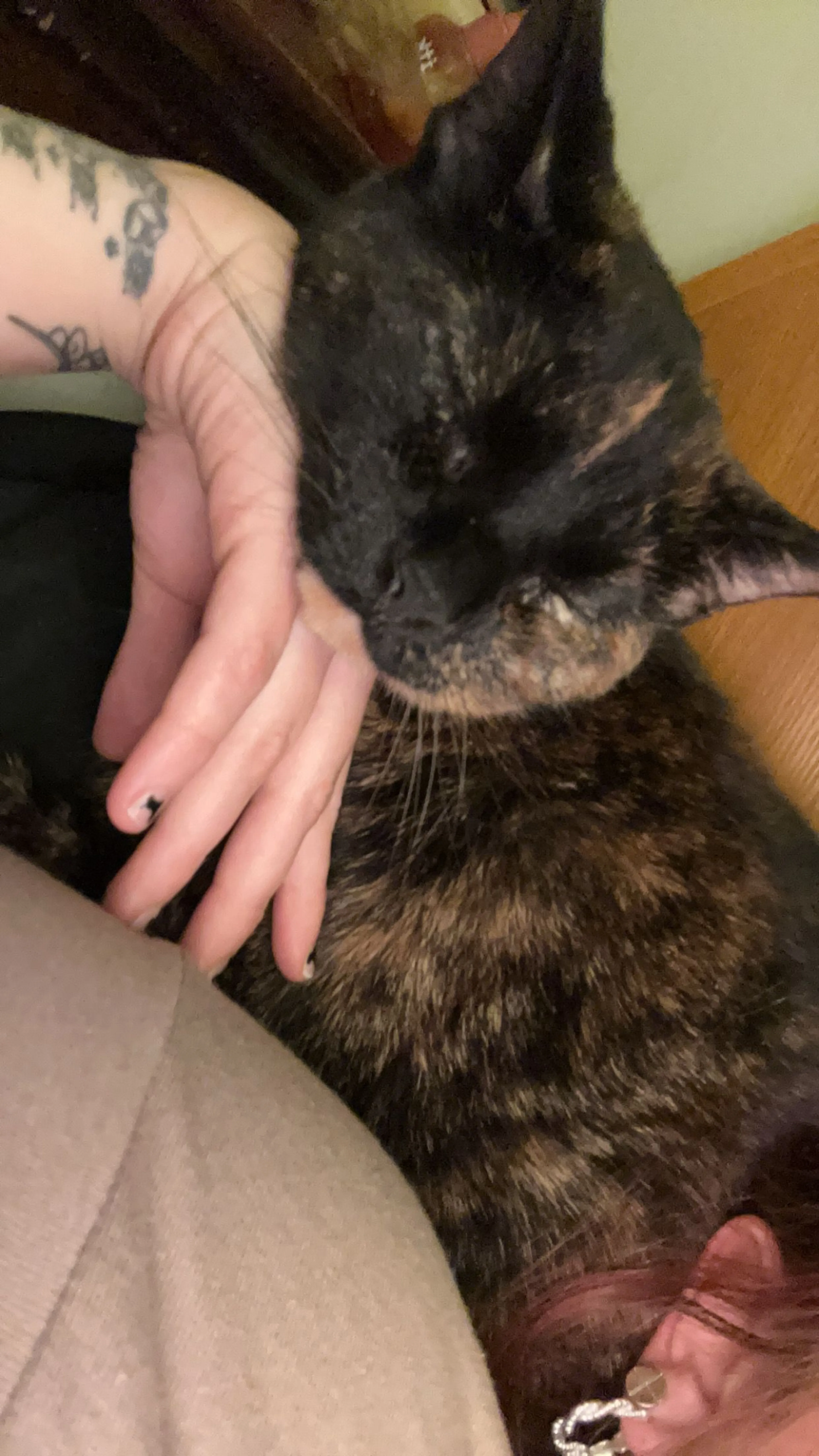 Lost pet-1