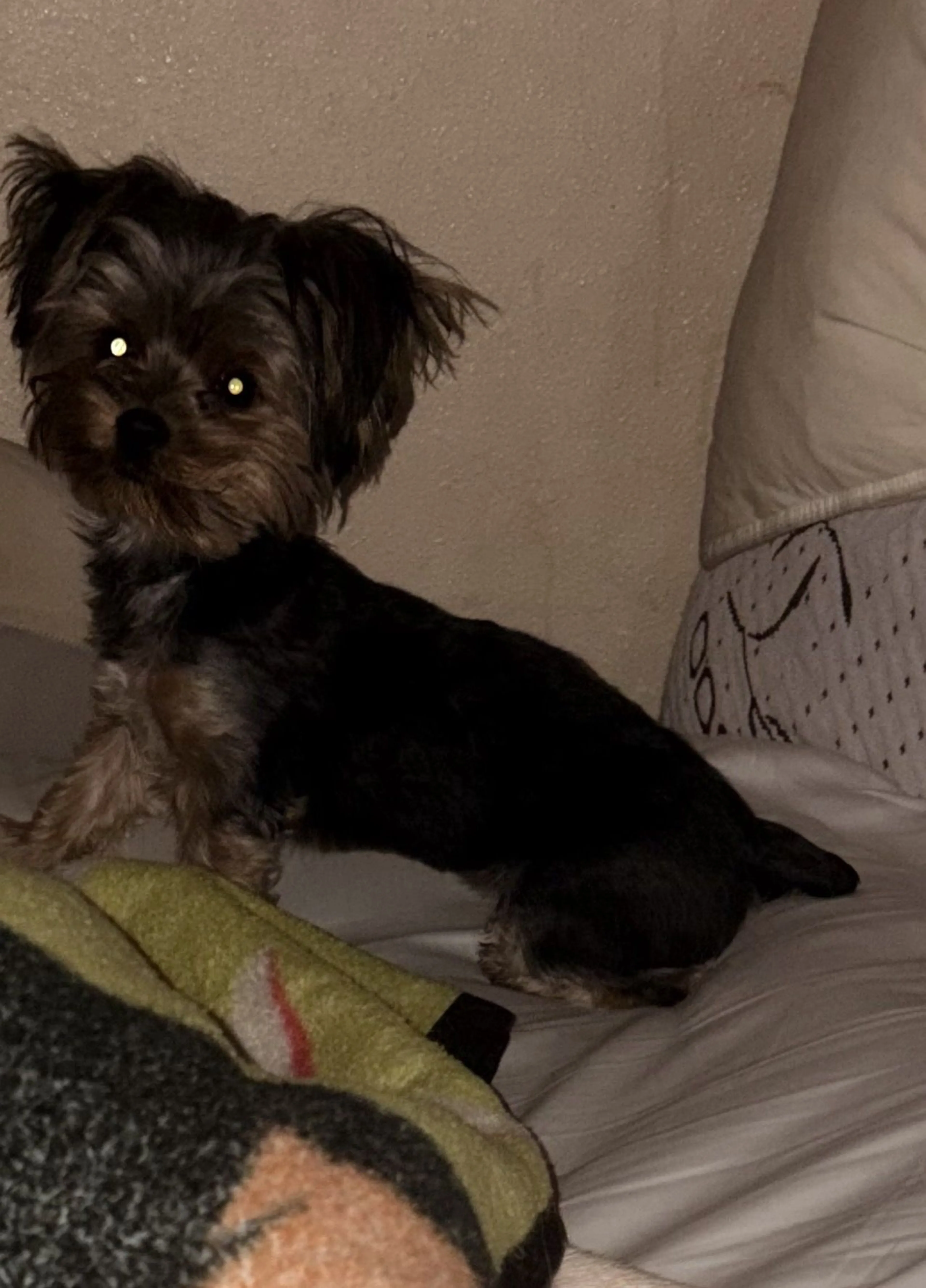 Lost pet