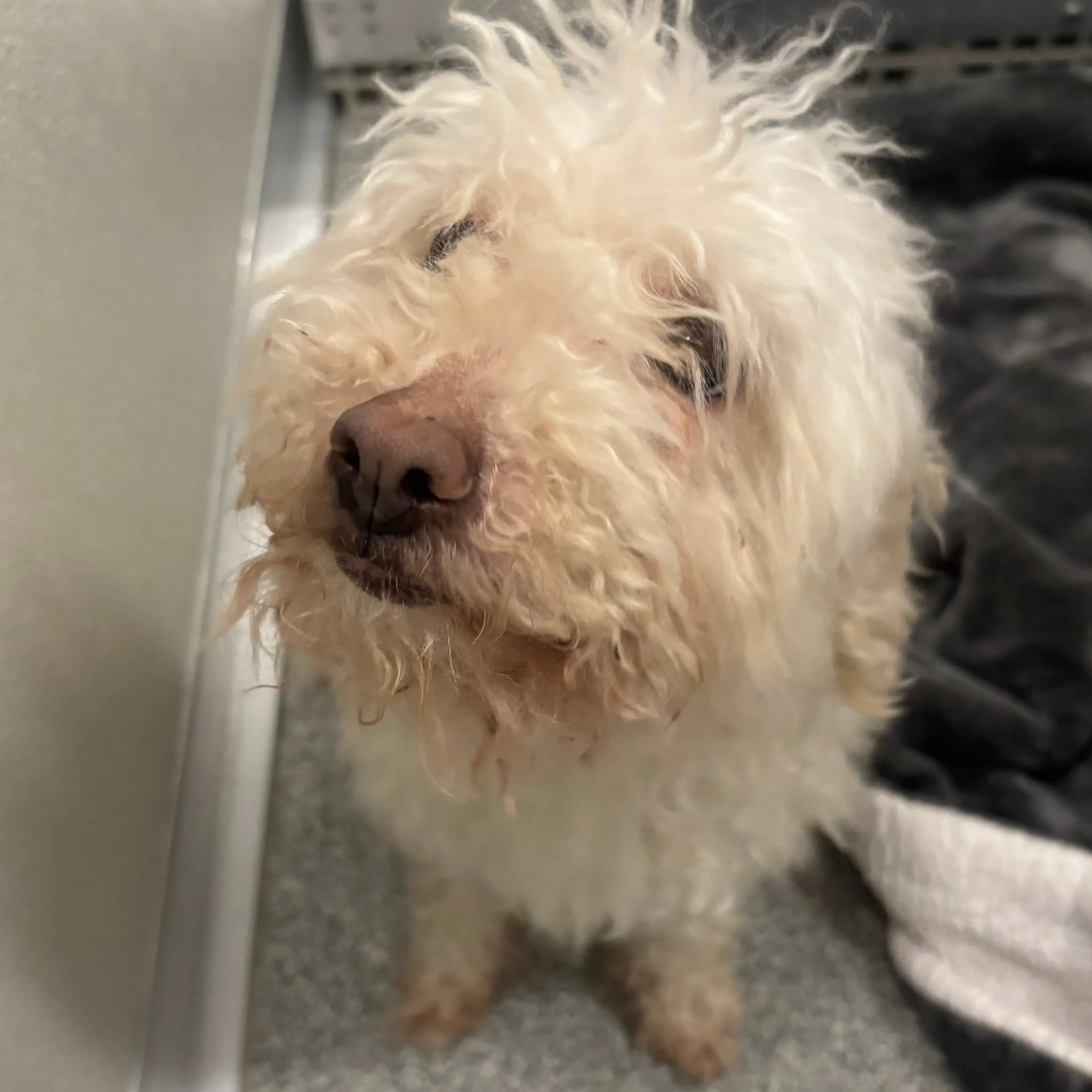 Found pet-1
