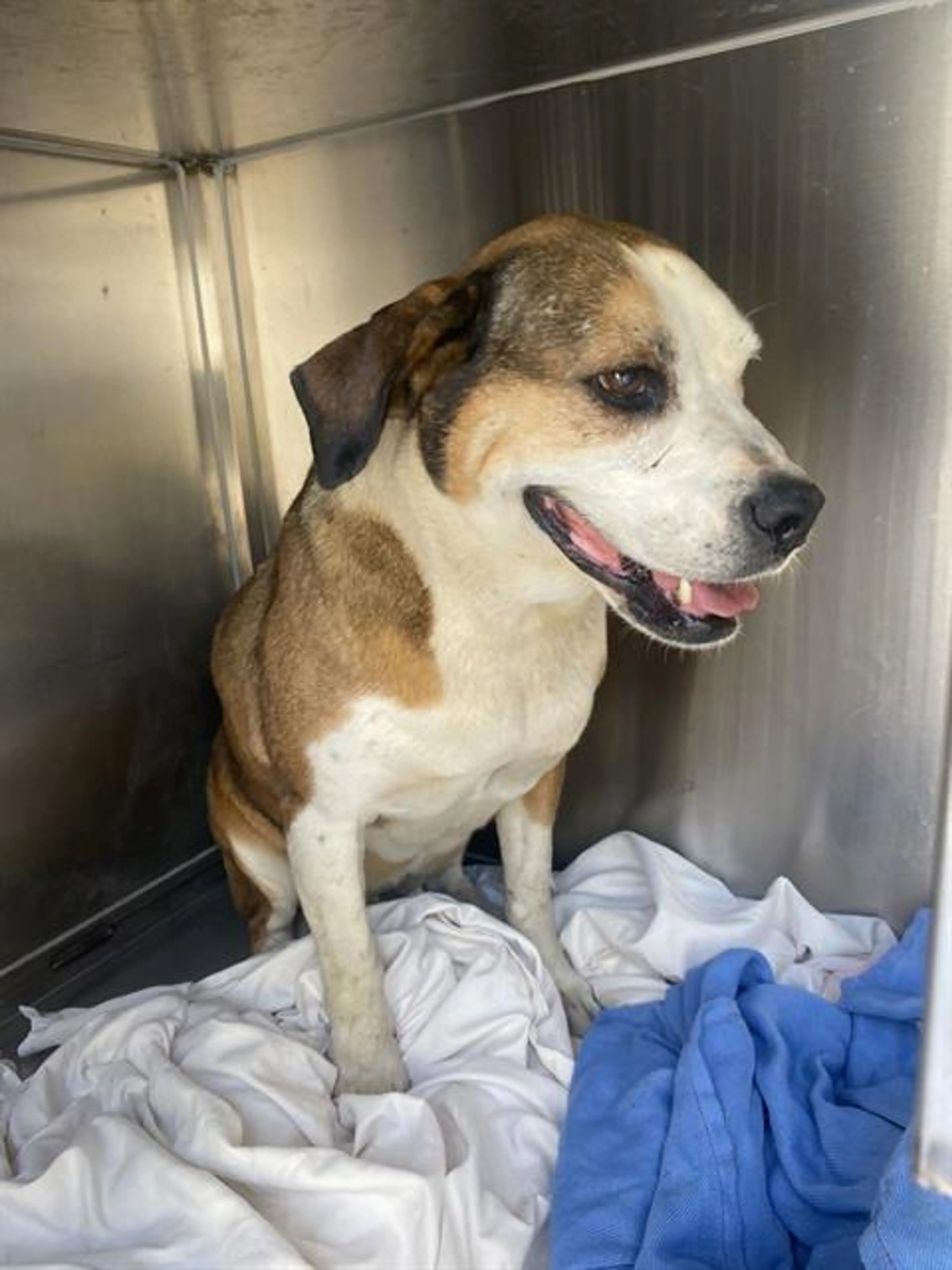 Found pet