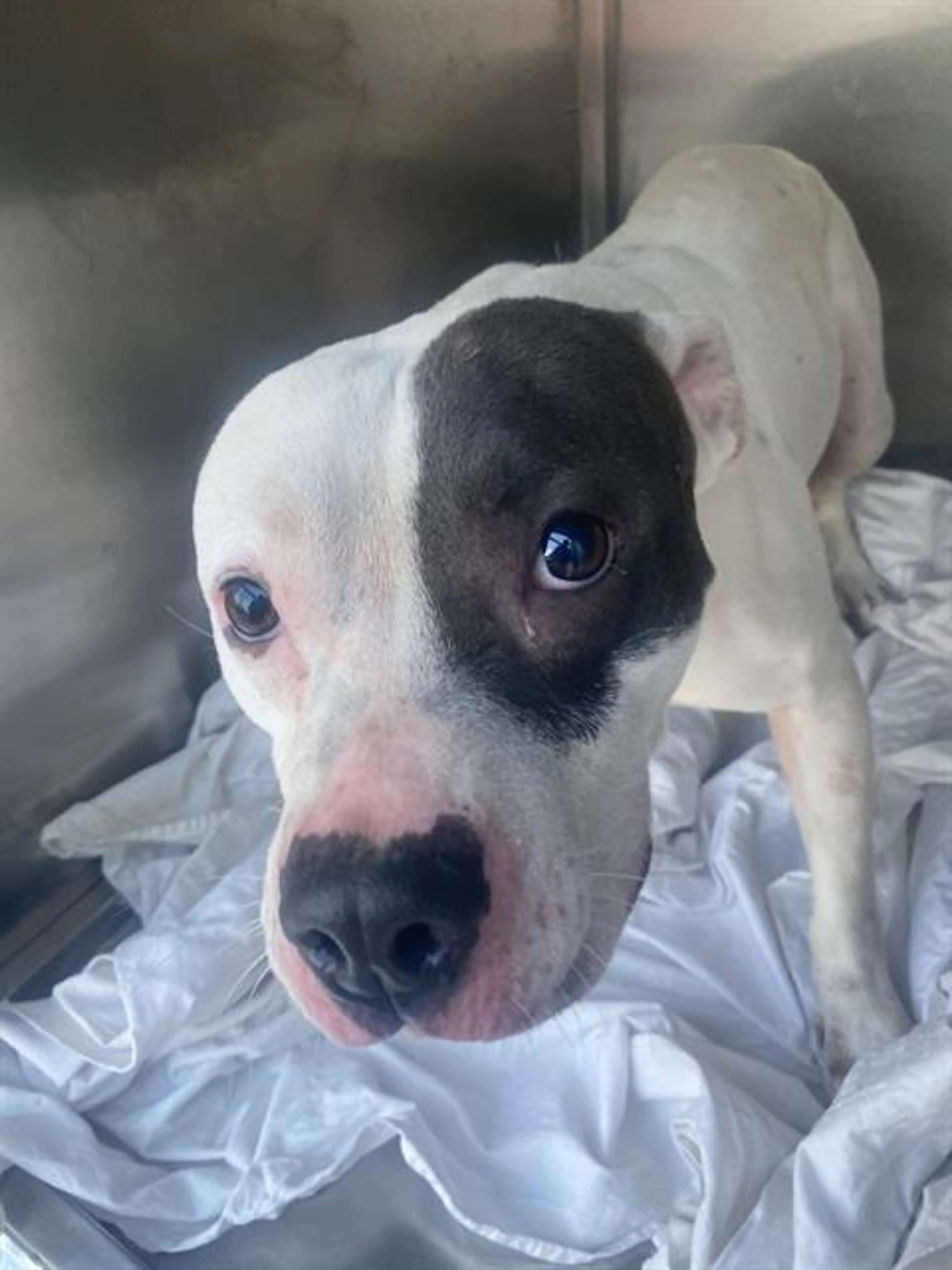 Found pet