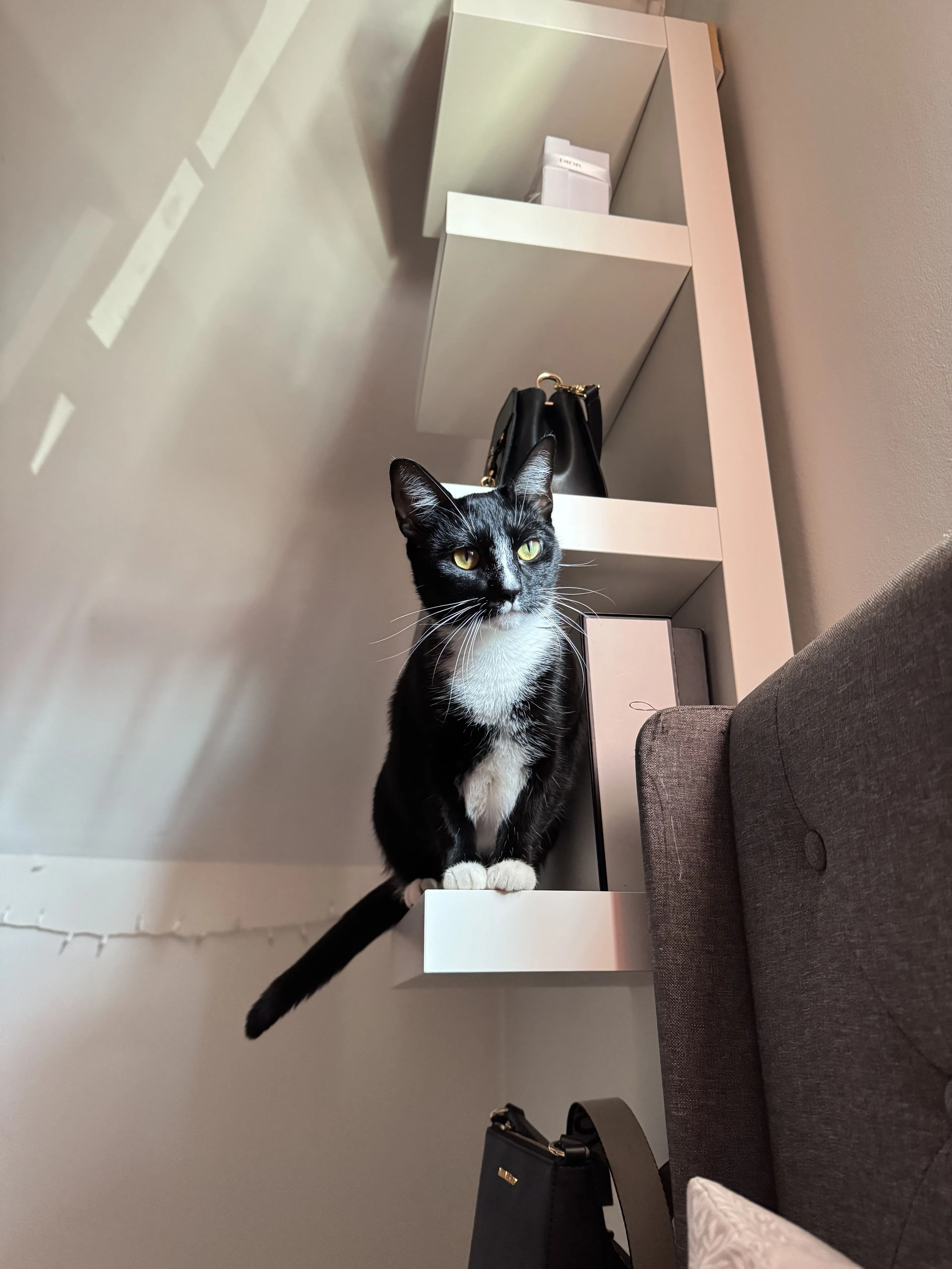 Lost pet-1