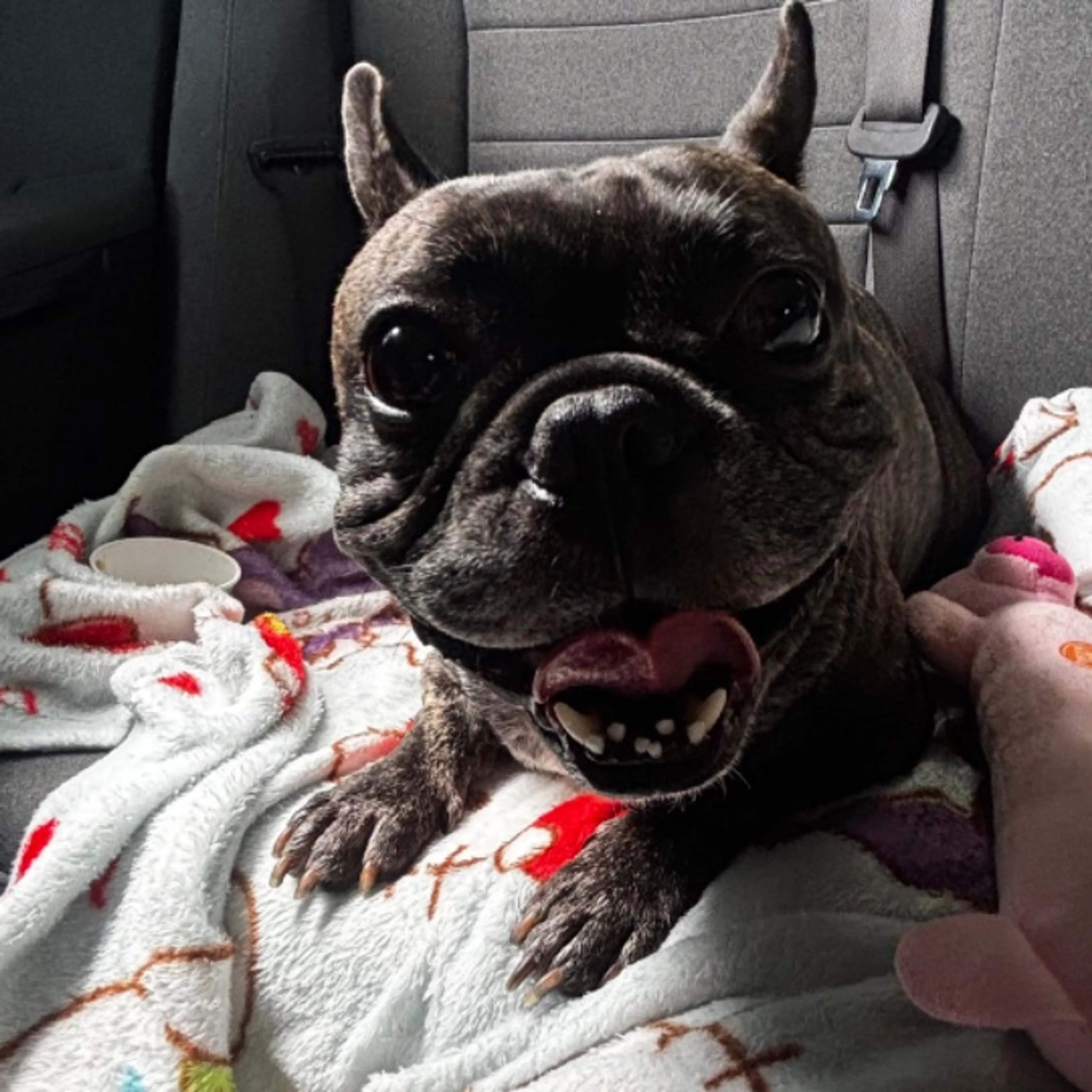 Lost pet