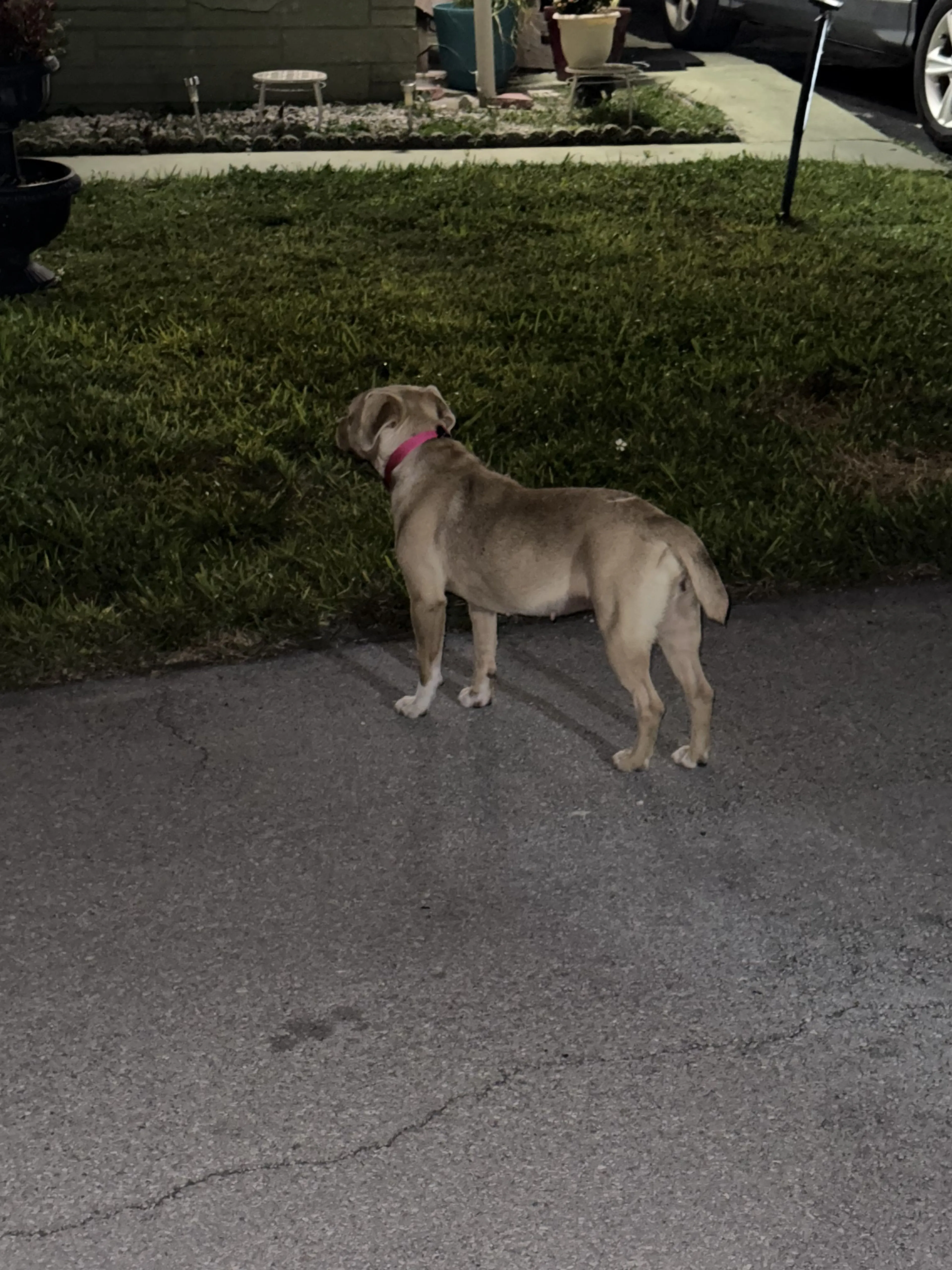 Lost pet-2