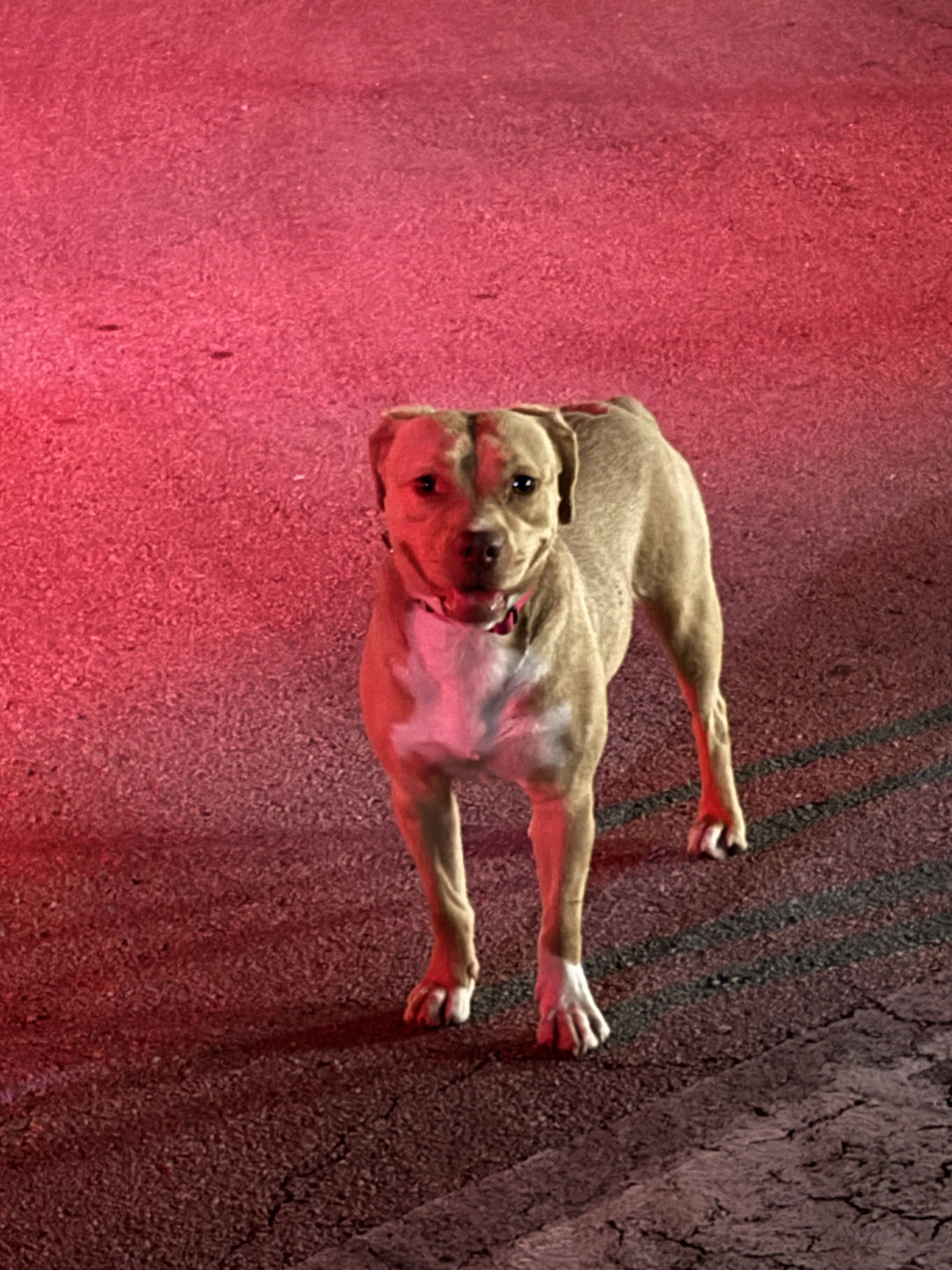 Lost pet-1