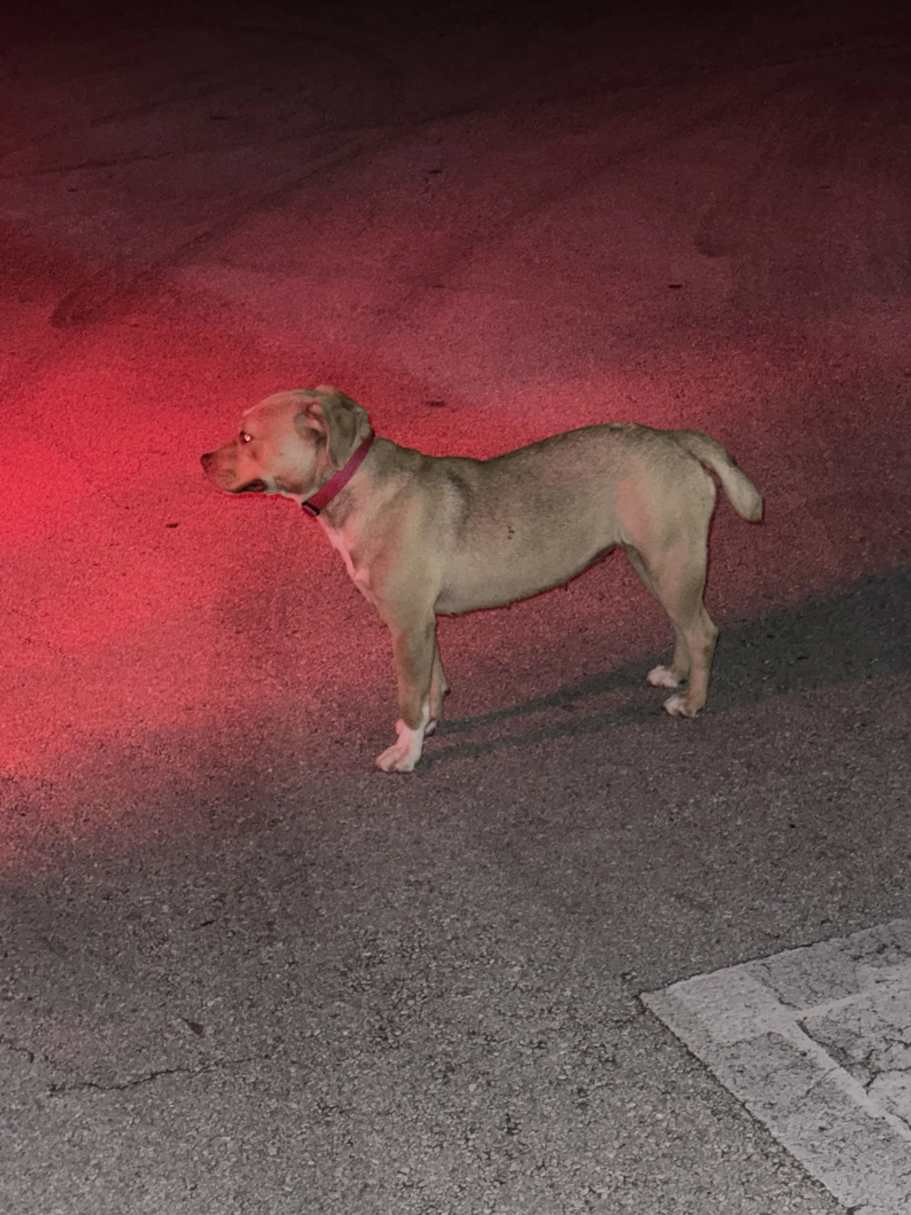 Lost pet-3