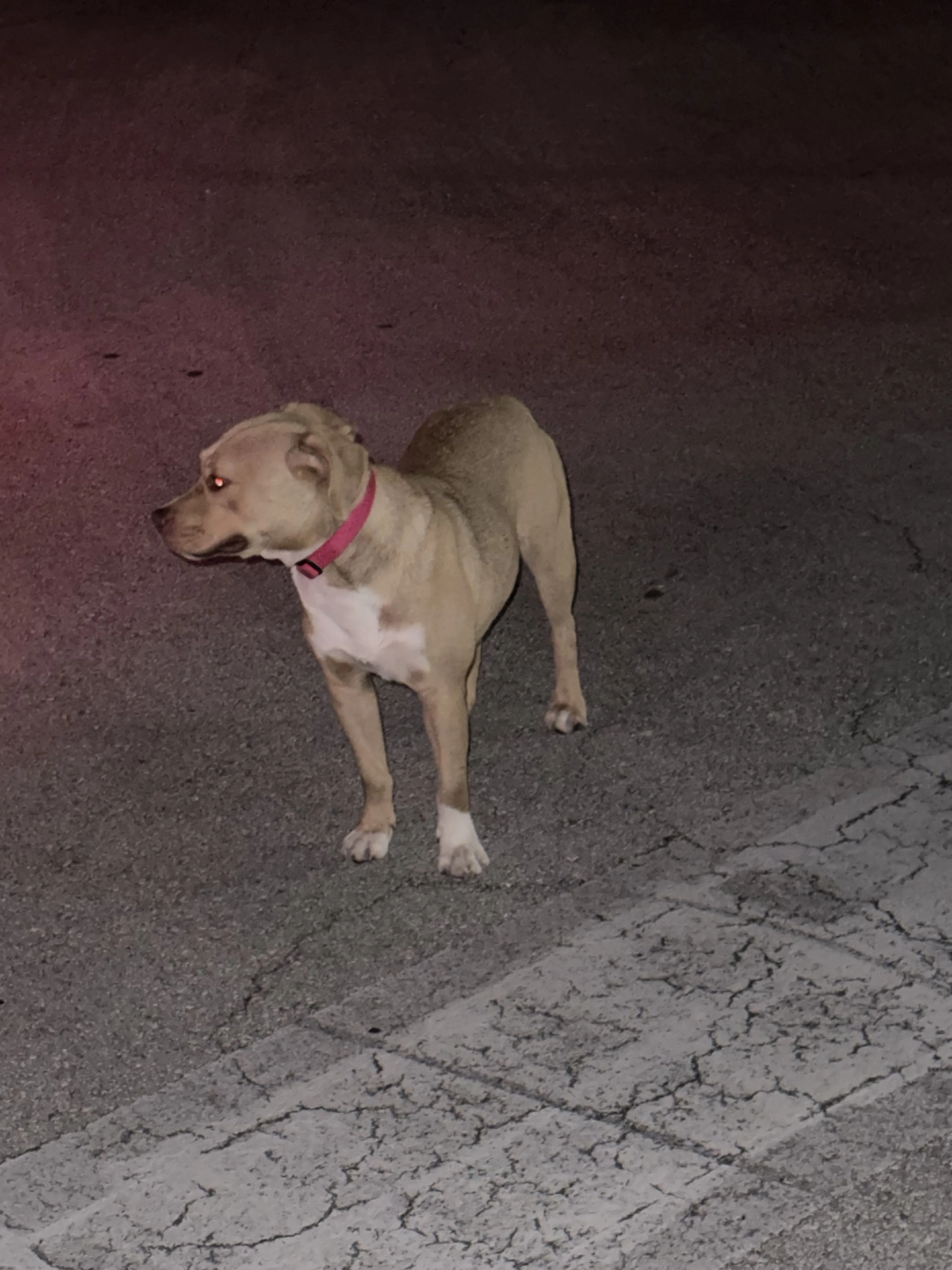 Lost pet-0