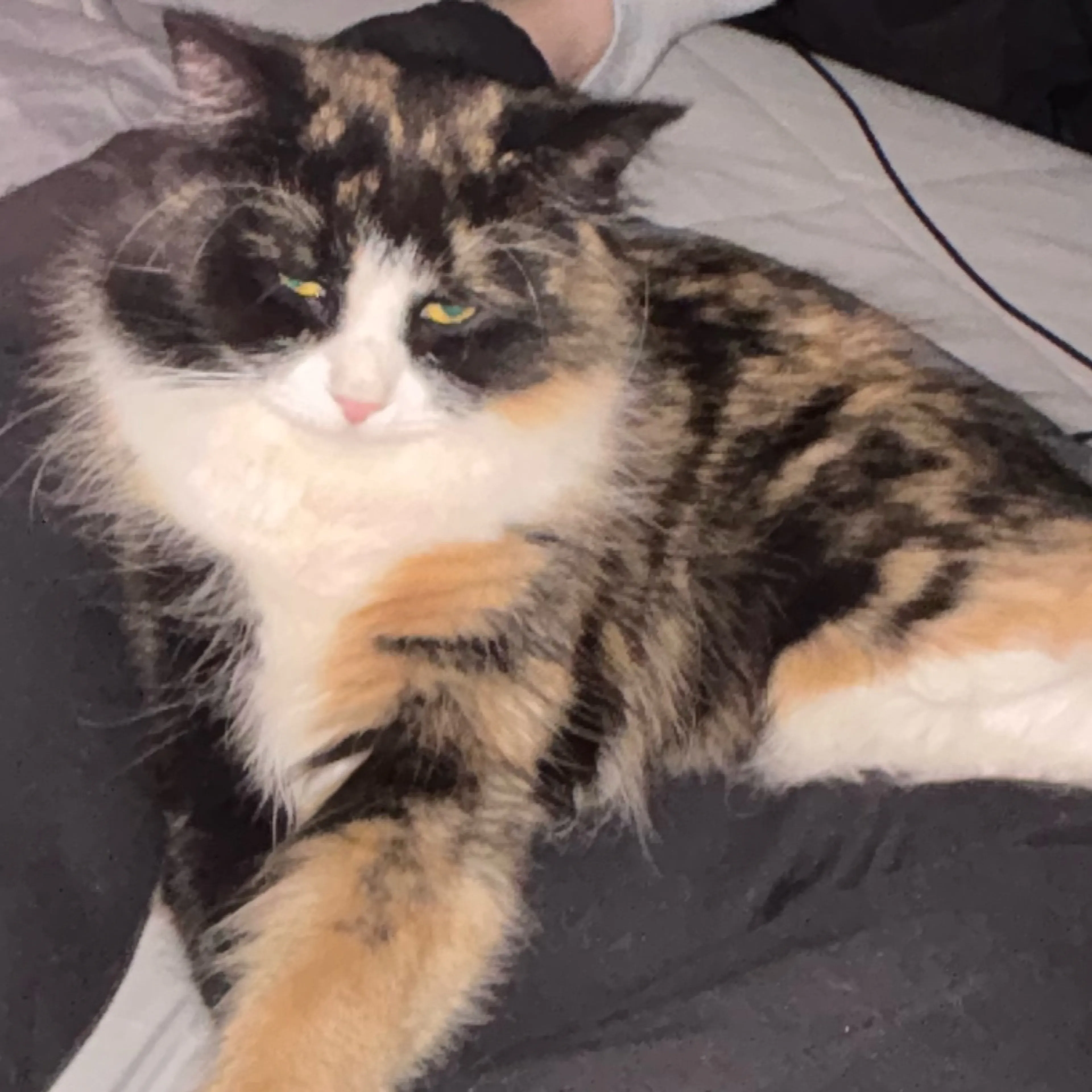 Lost pet-2