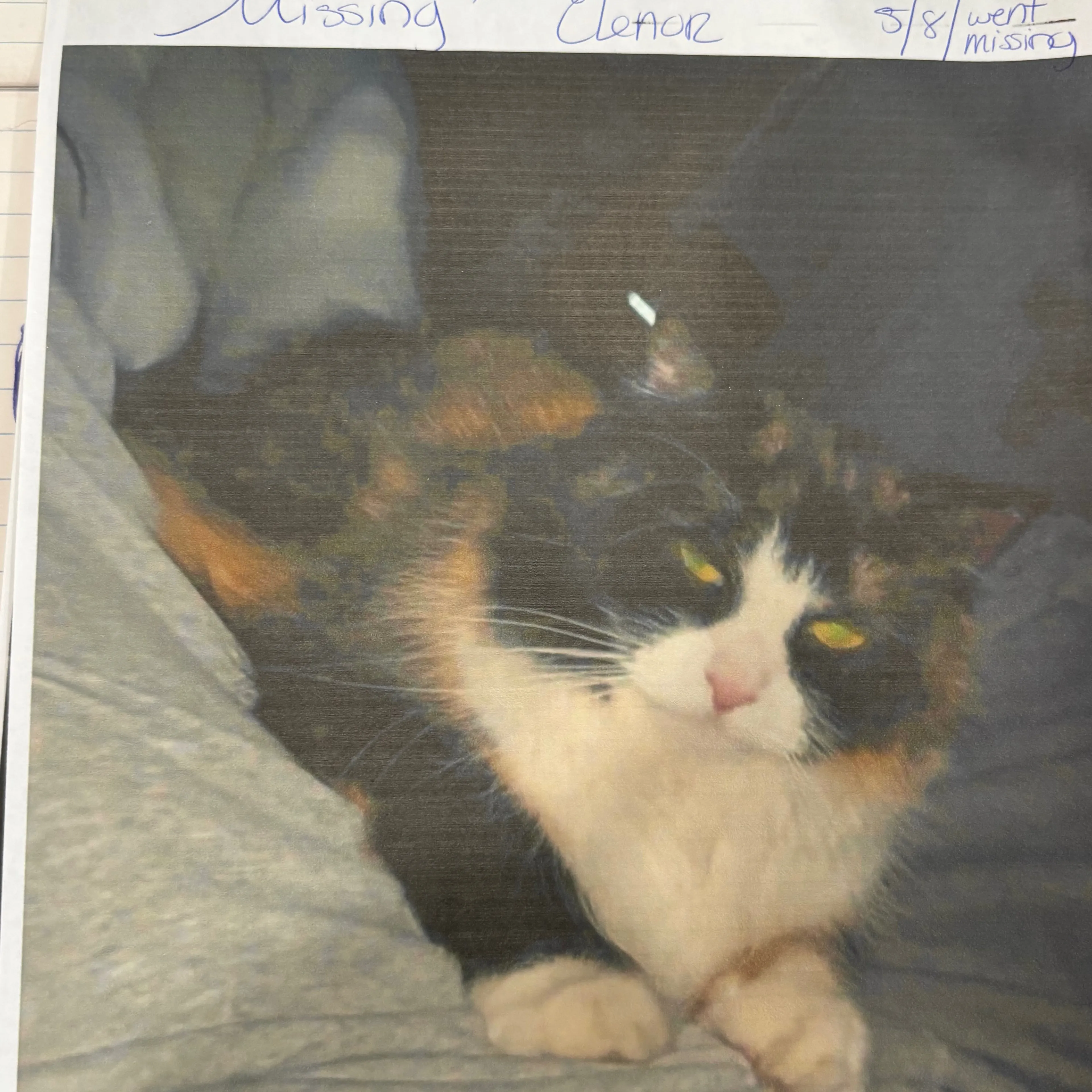 Lost pet-1