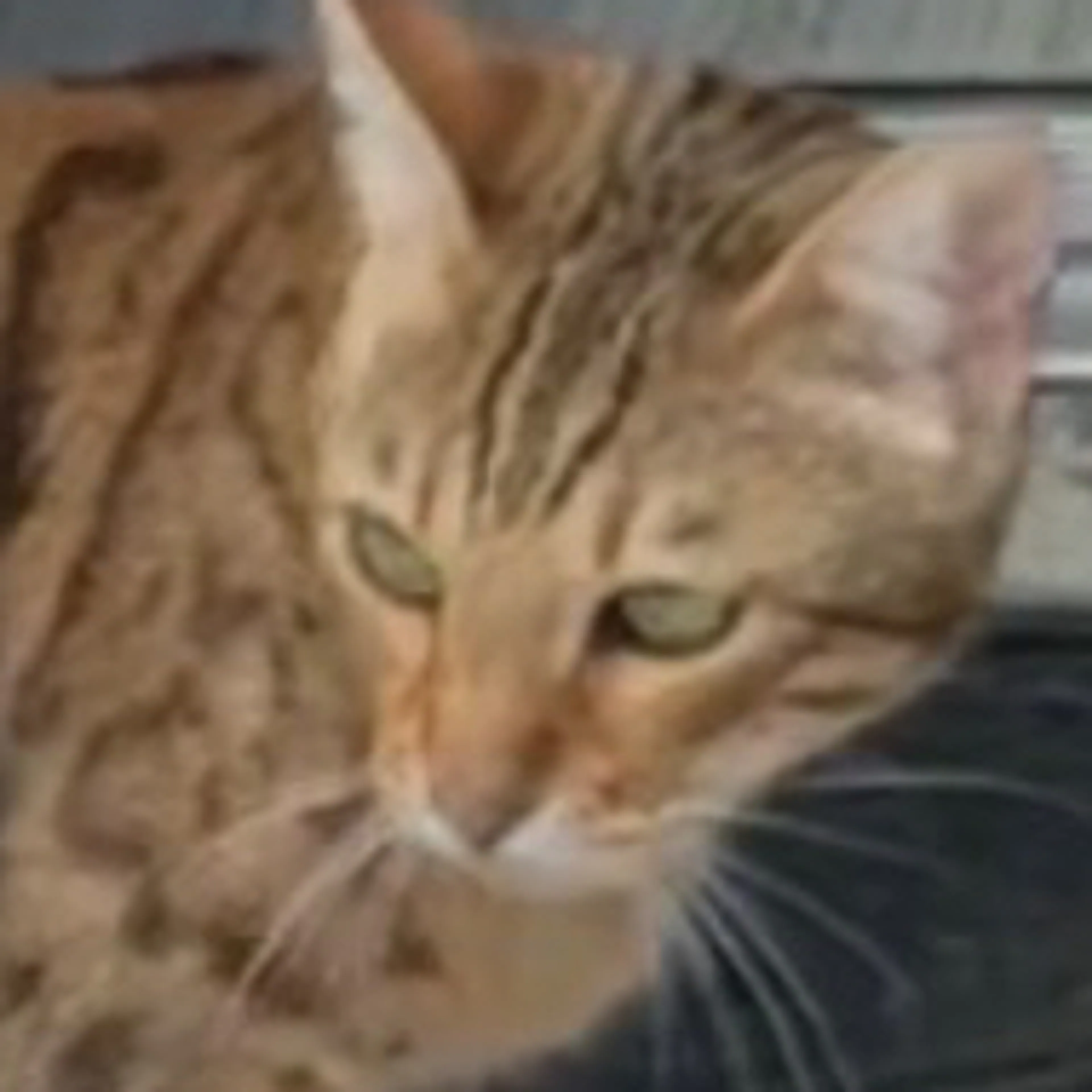 Lost pet-2