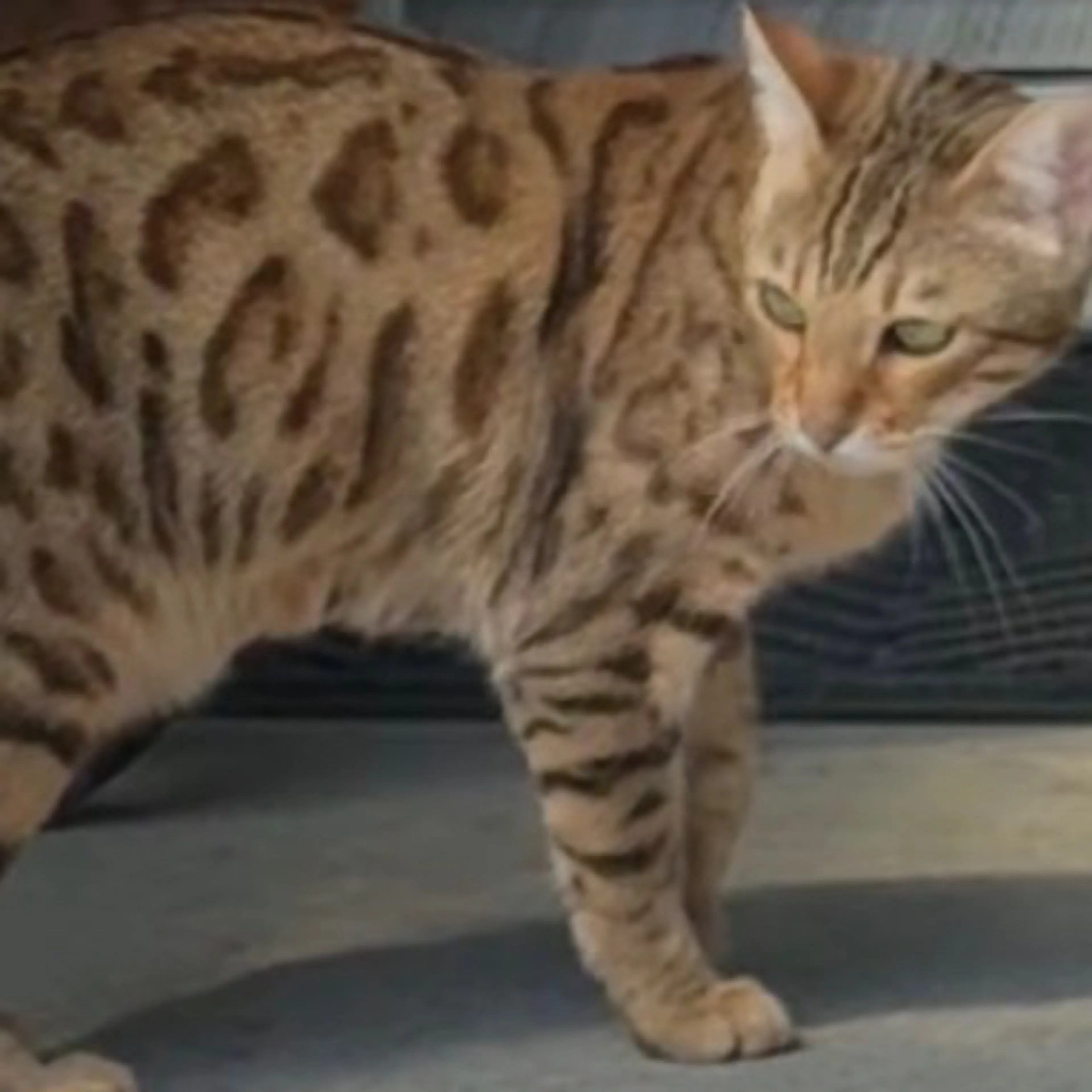 Lost pet-1