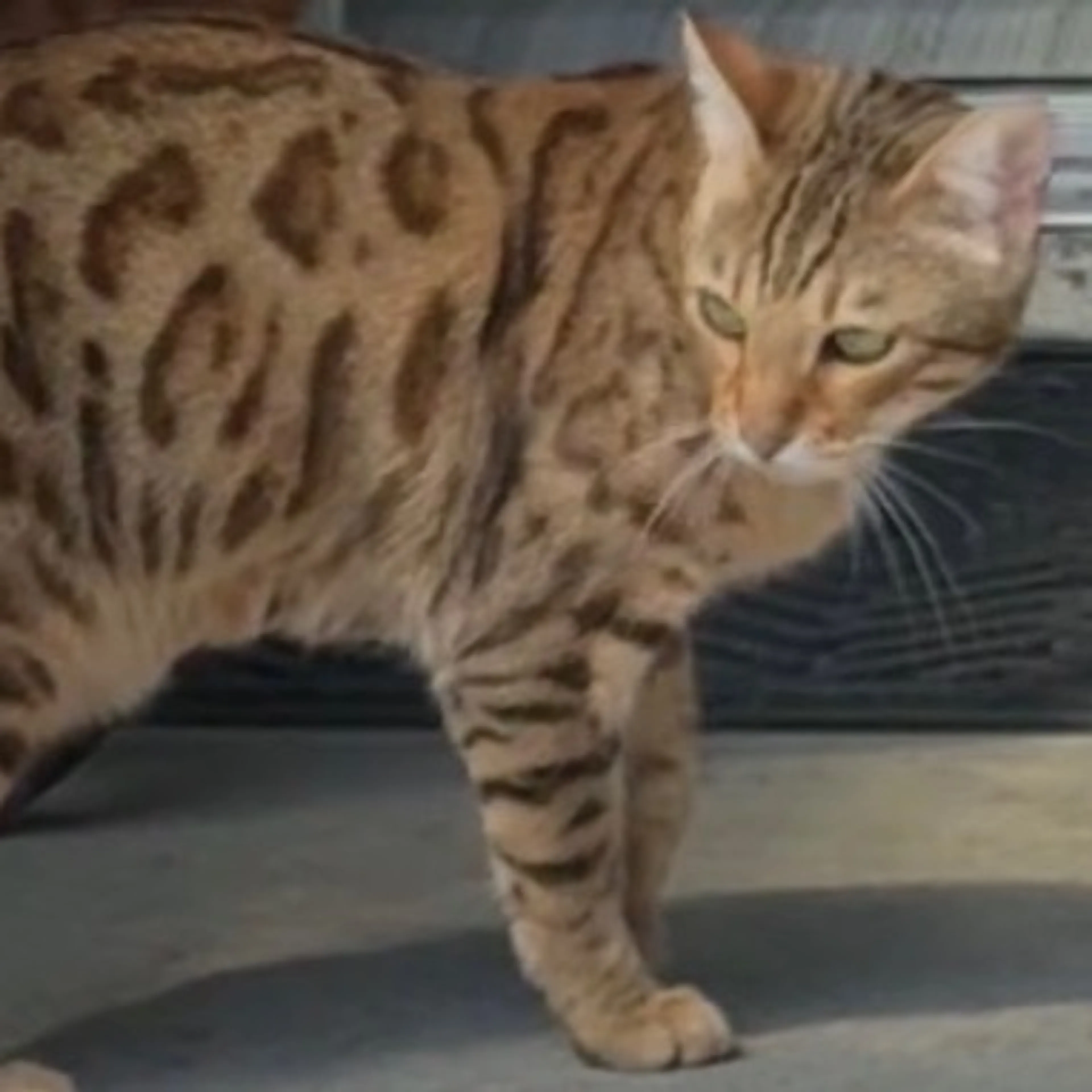 Lost pet-0