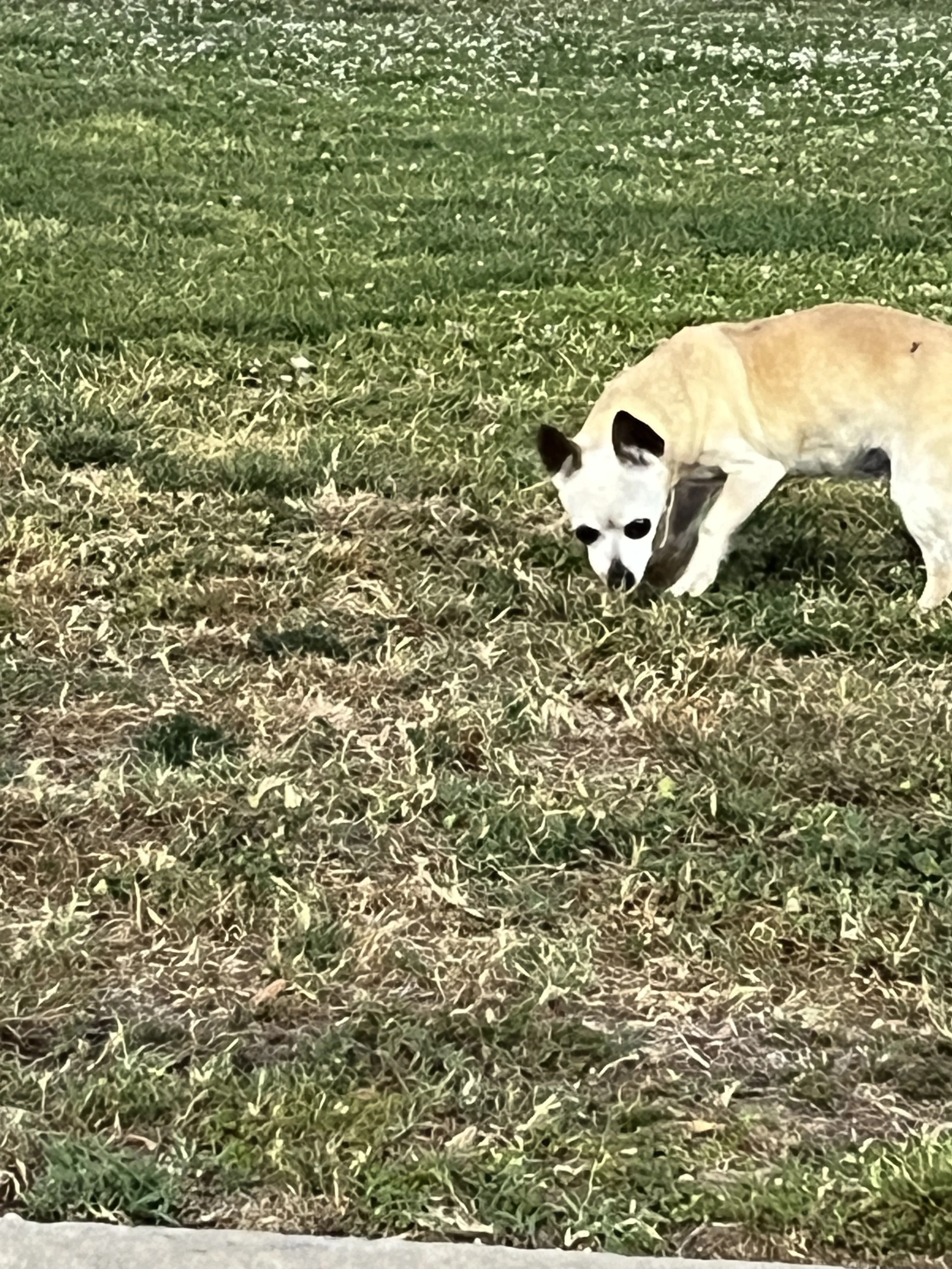 Lost pet