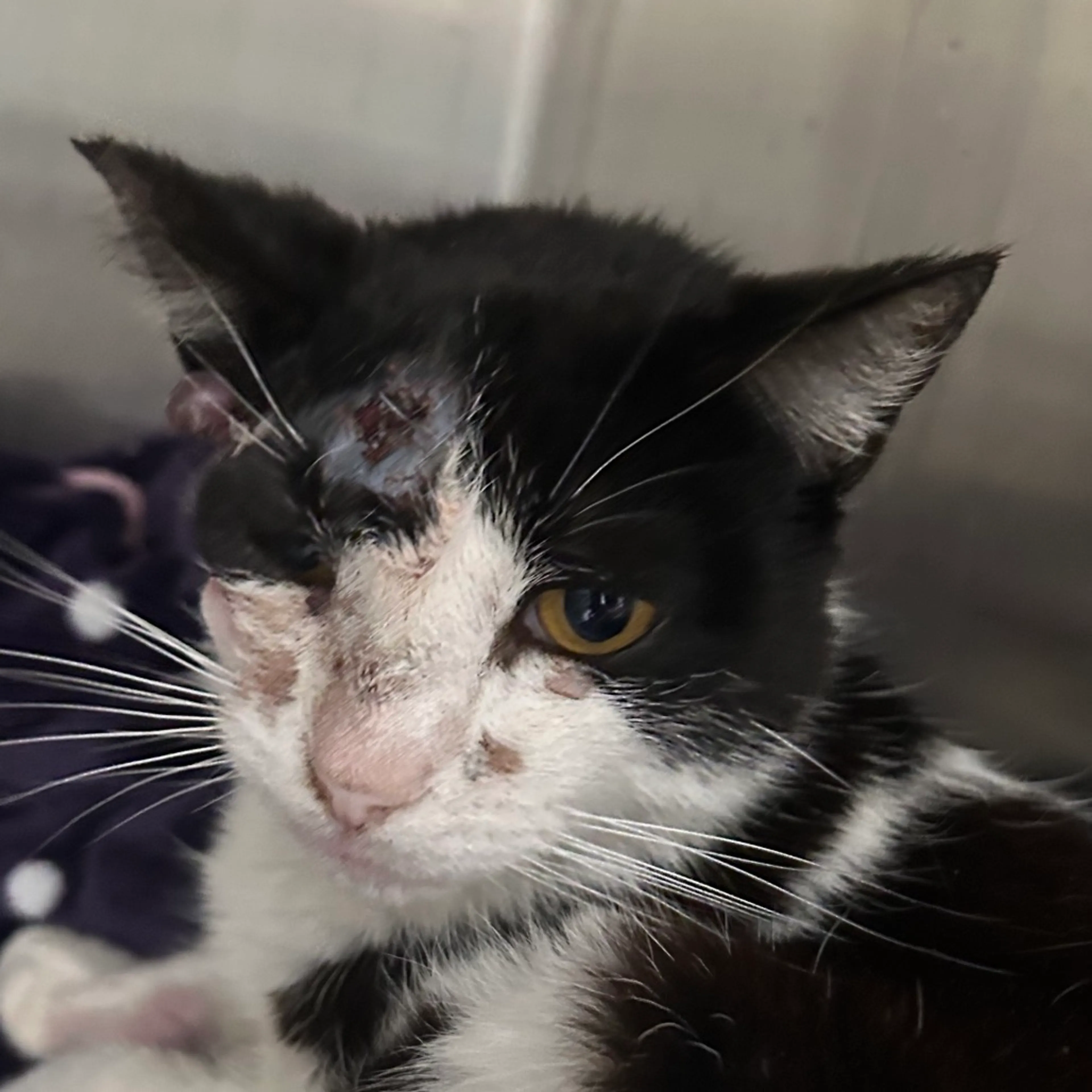 Found pet-1