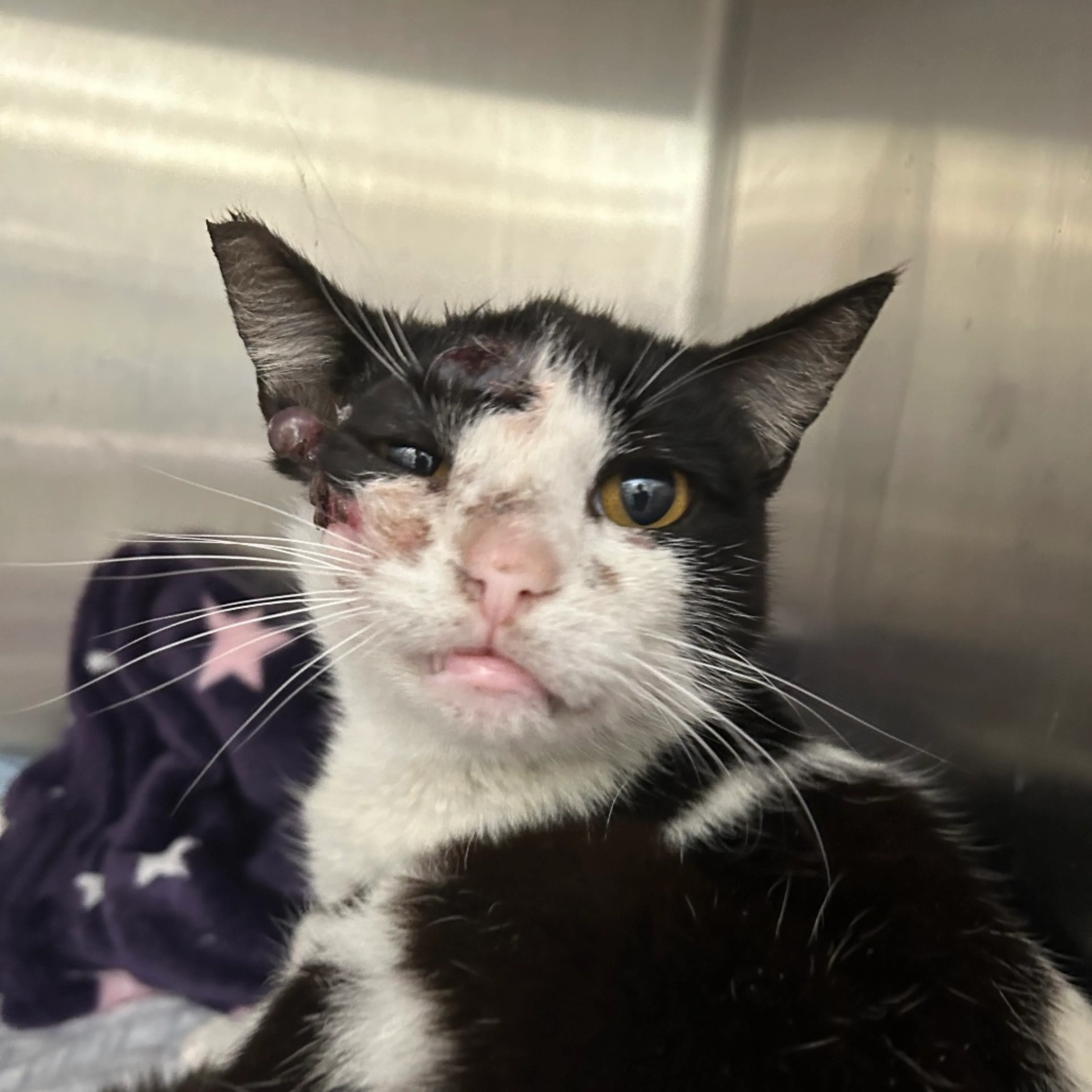 Found pet-2