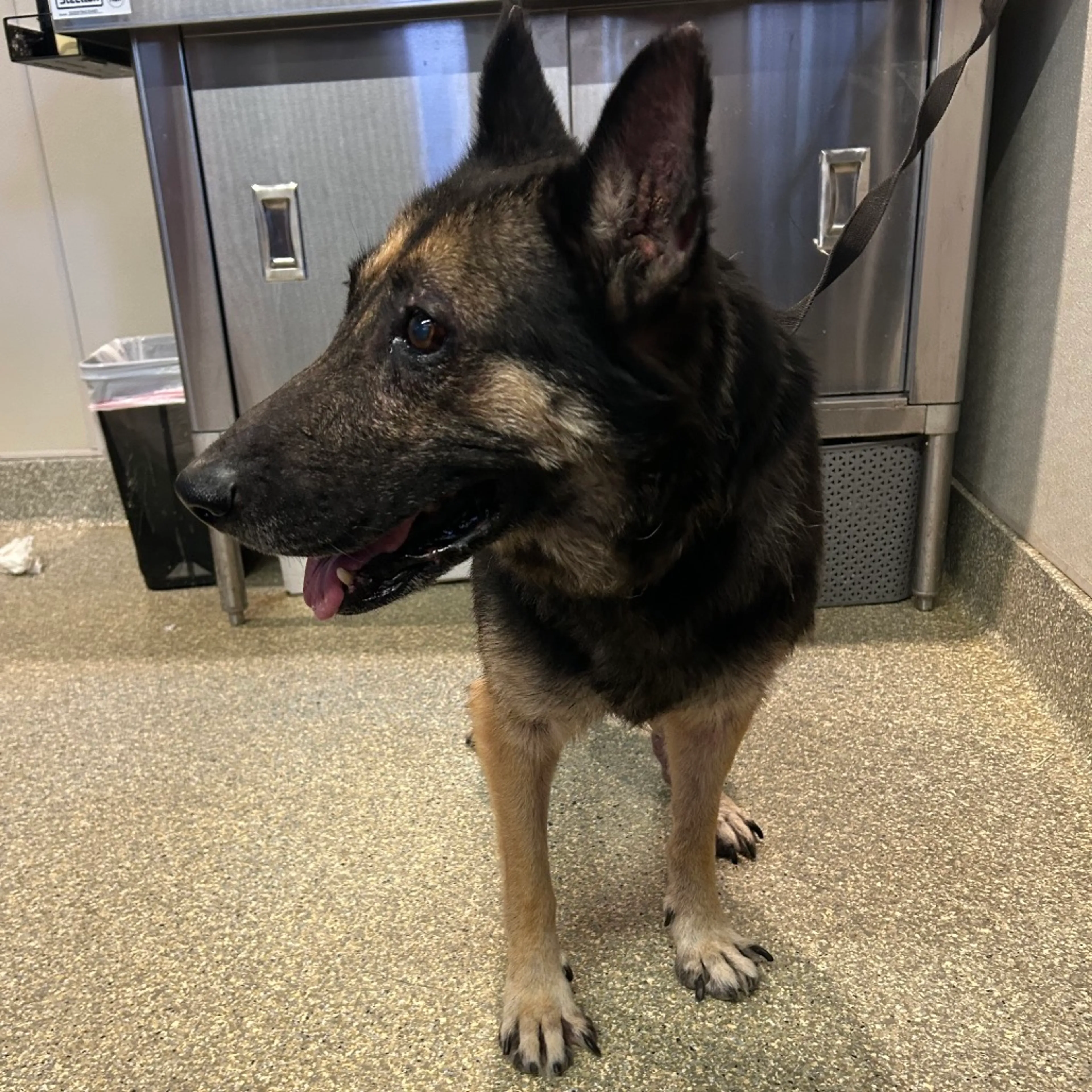 Found pet-4