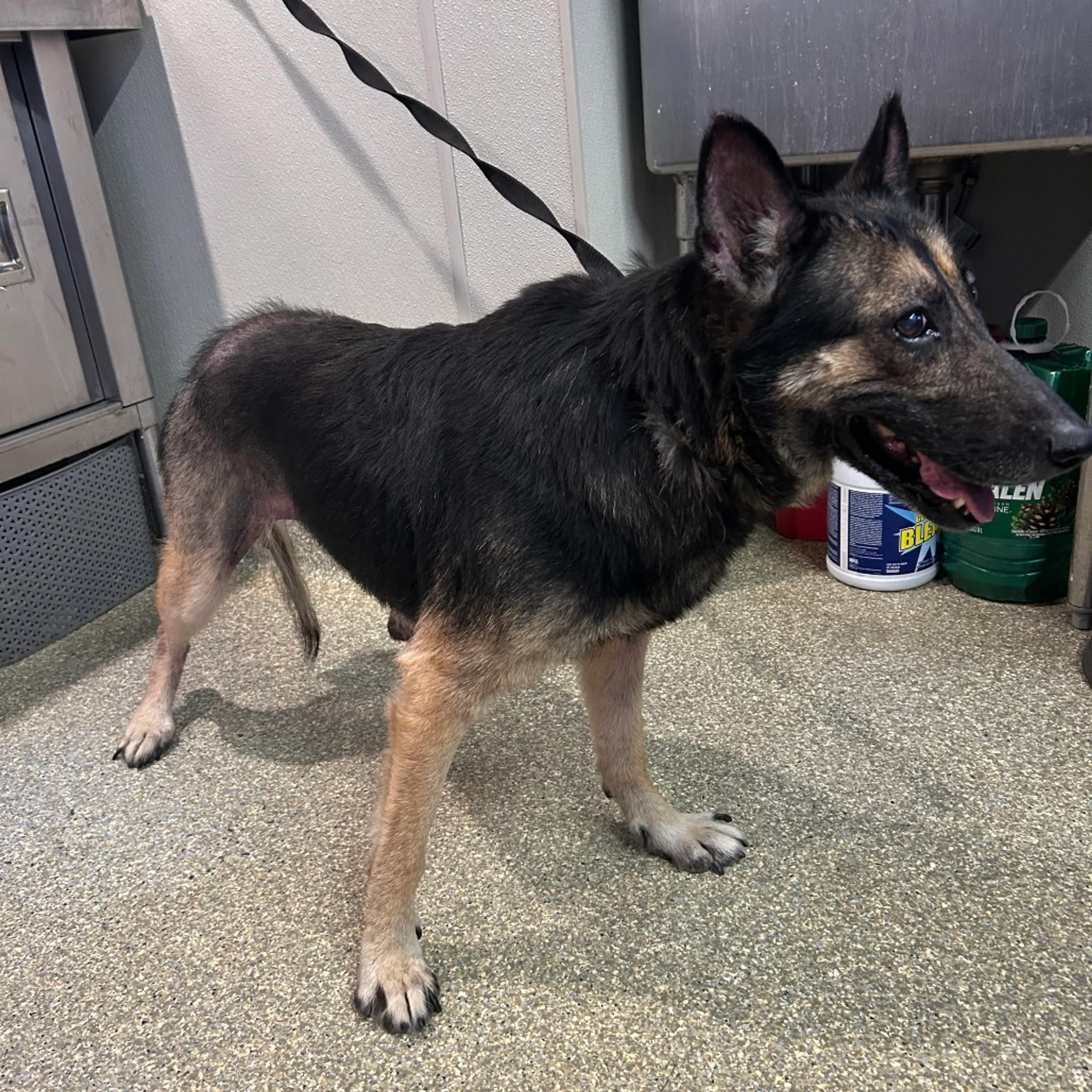 Found pet-2