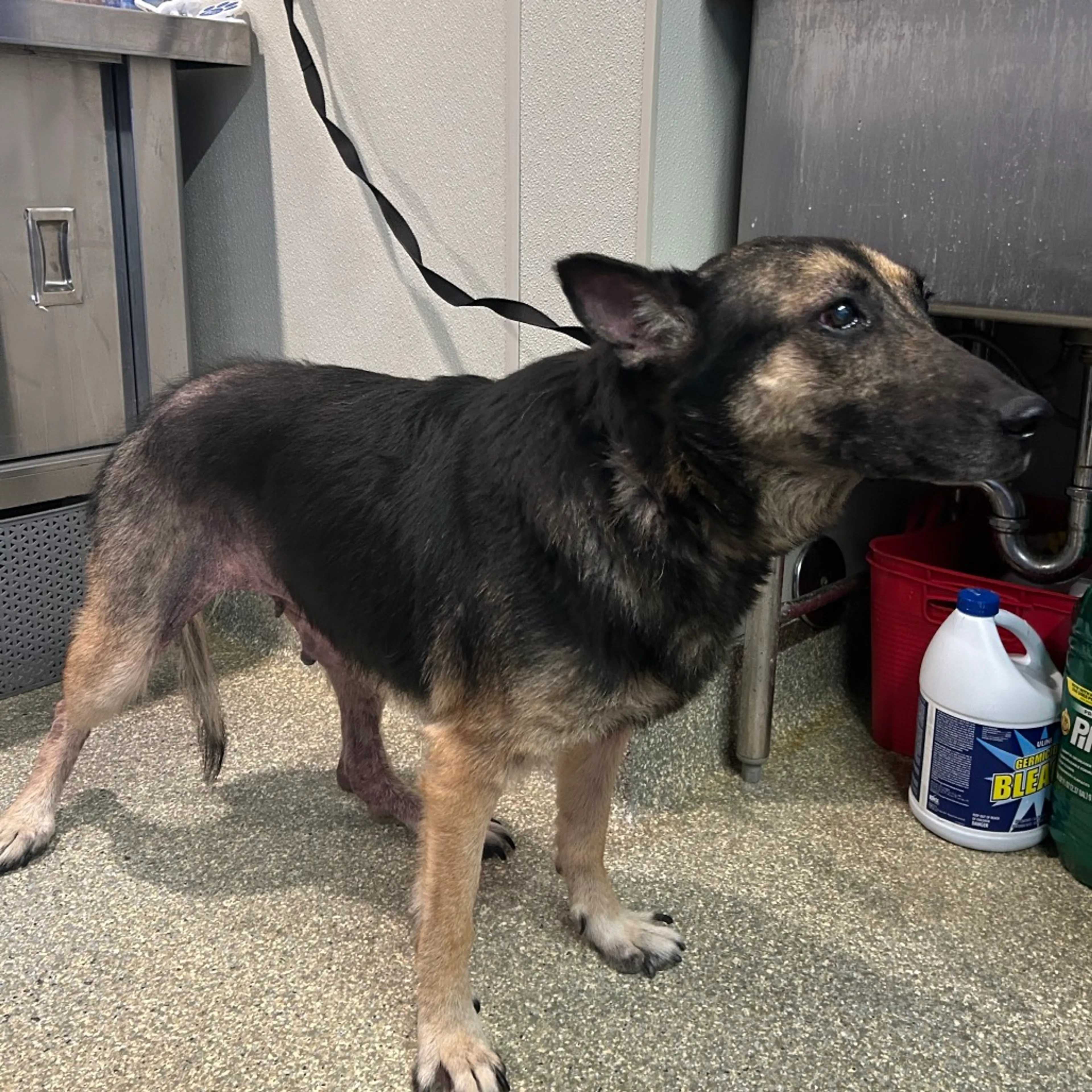 Found pet-1